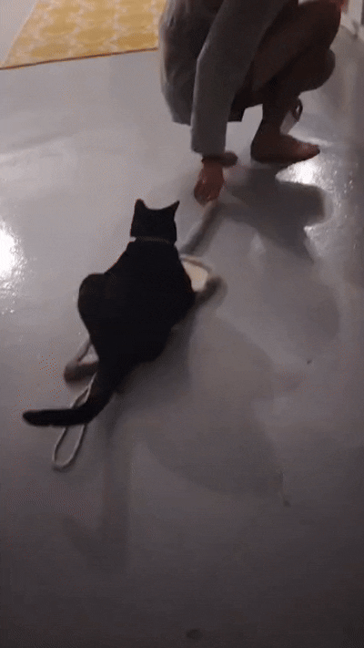 Poe skateboard.gif