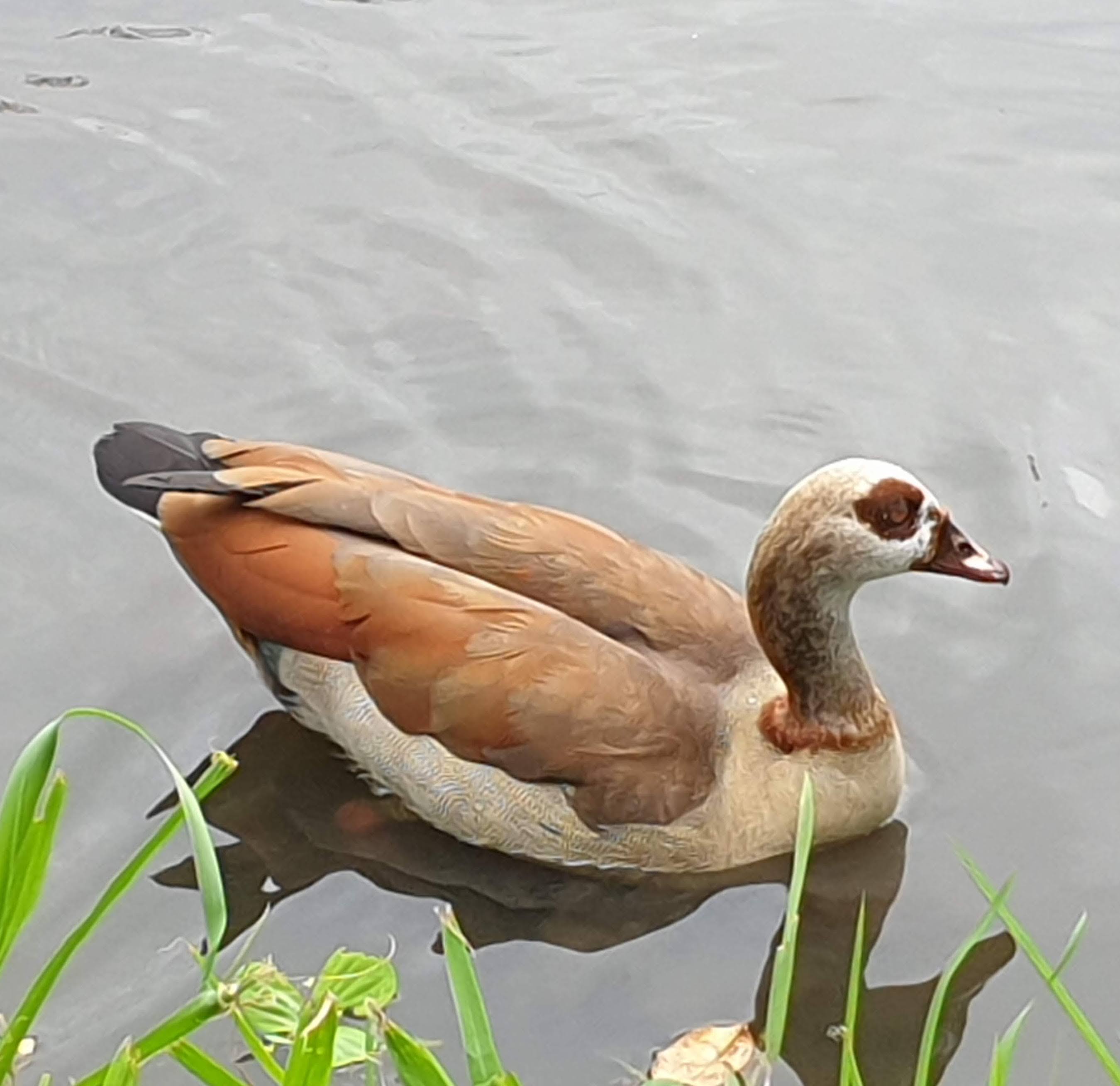 lone goose.jpg