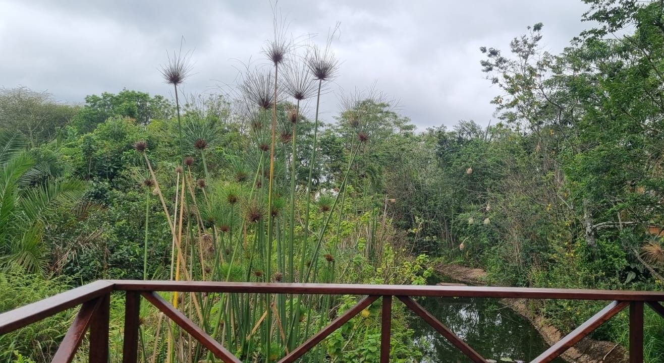 Grasses 2025-10-26.jpg