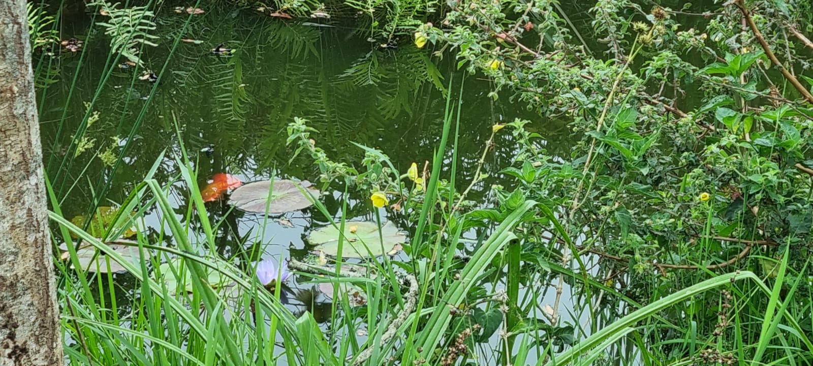 Pond1 2025-10-26 at 18.17.02_c216a797.jpg