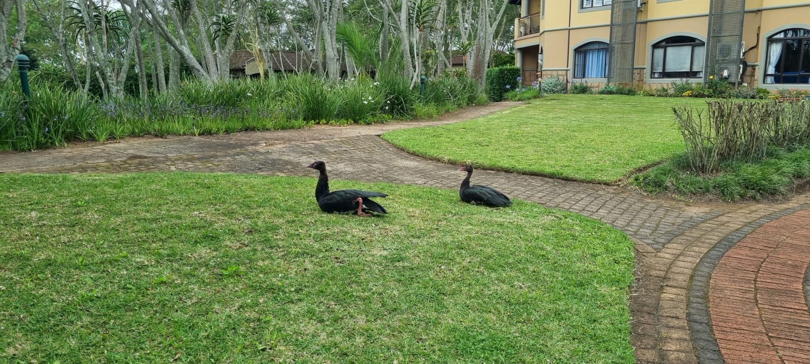 Geese 2025-10-26.jpg