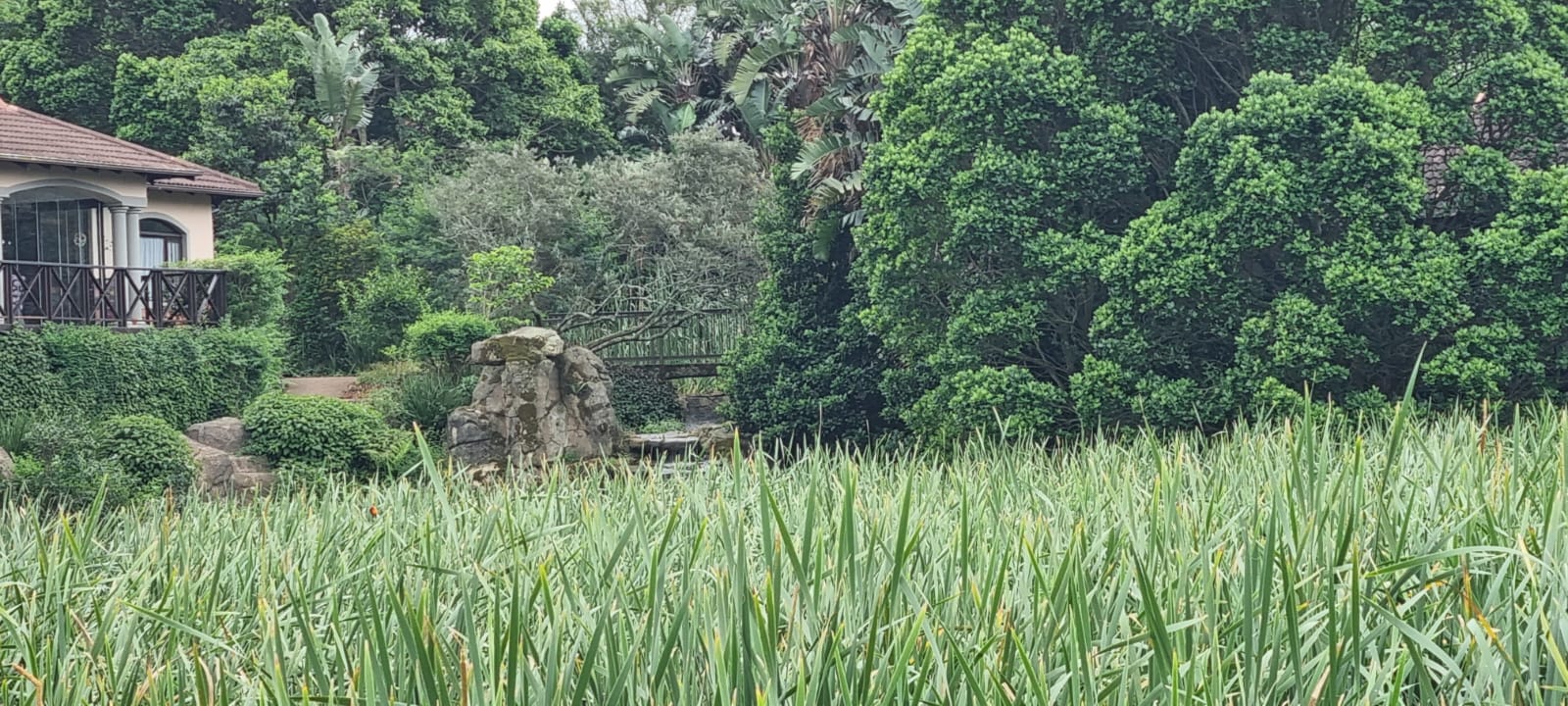 robin reeds 2025-10-26.jpg