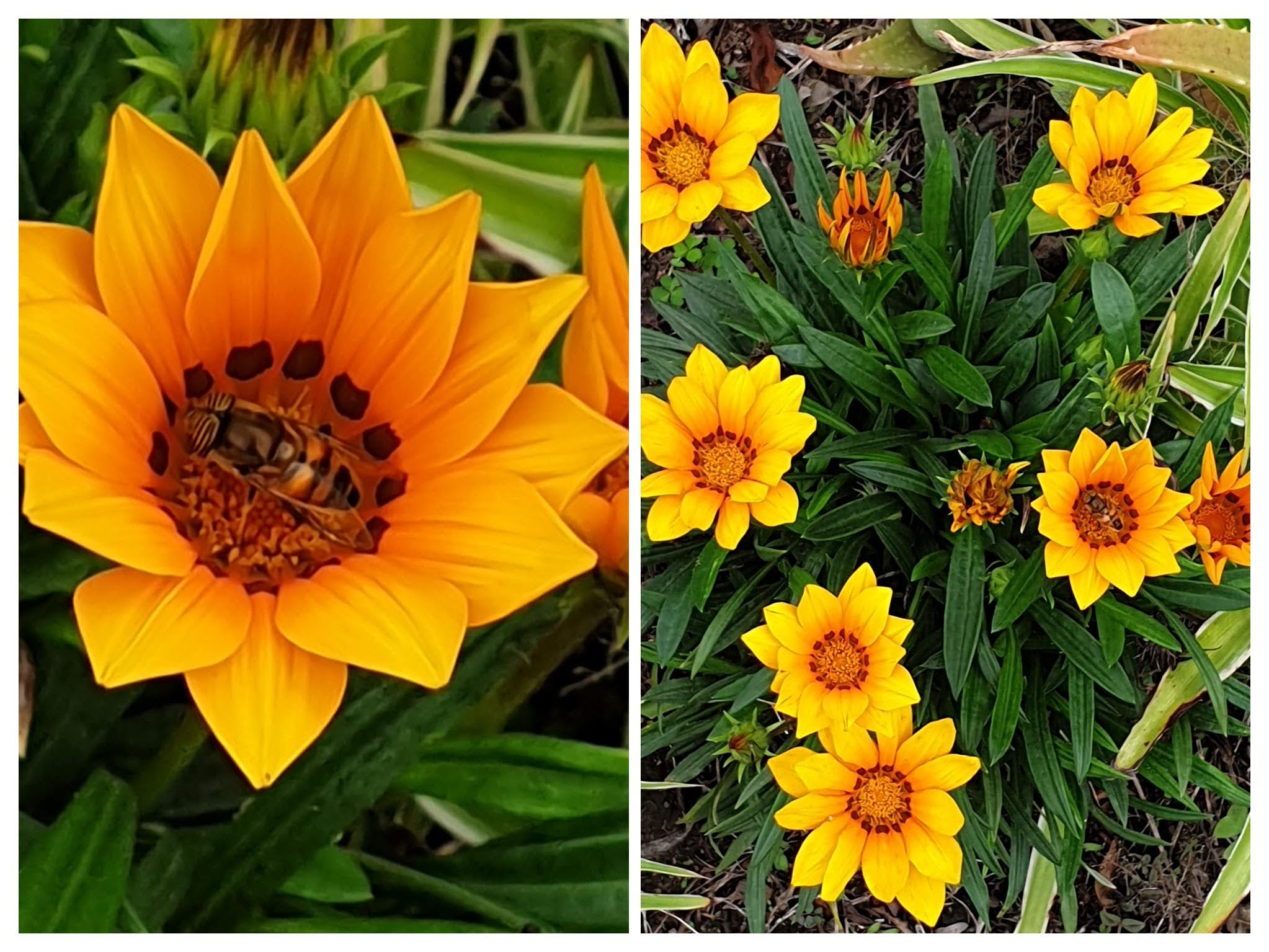 20201006_142052-COLLAGE.jpg