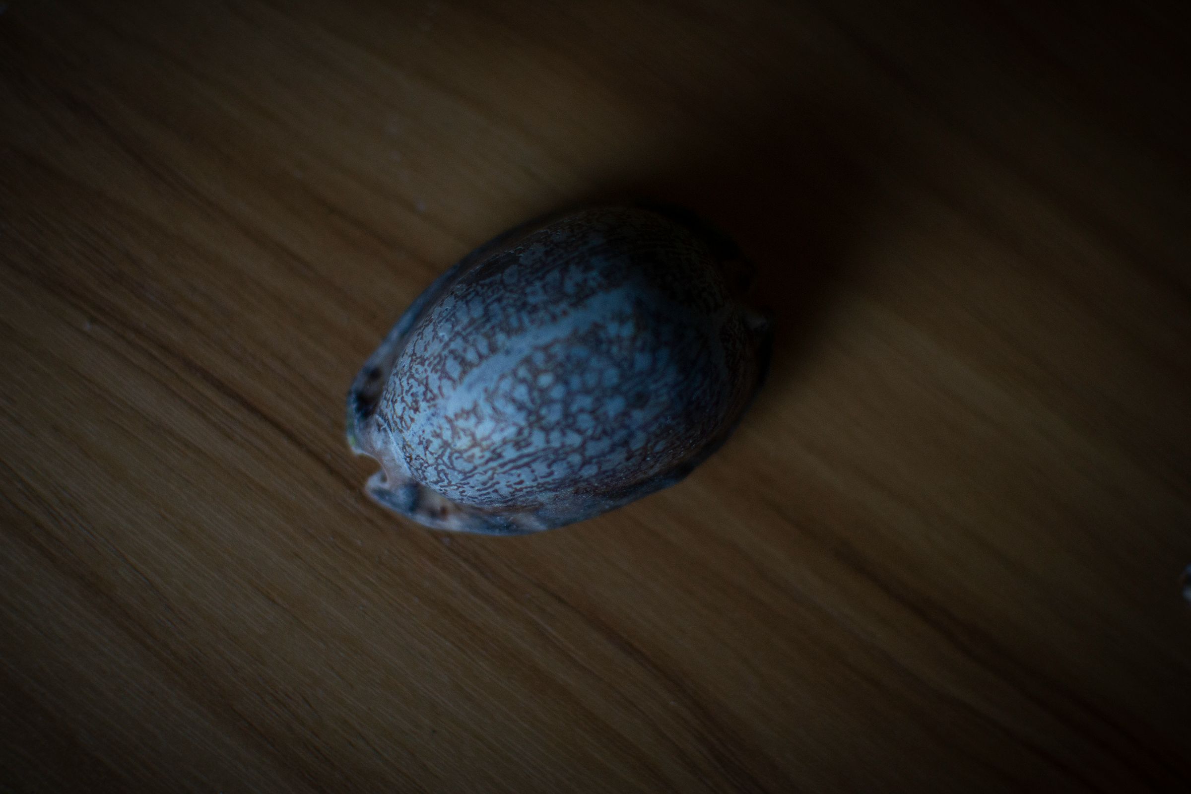 DSC_0361.jpg
