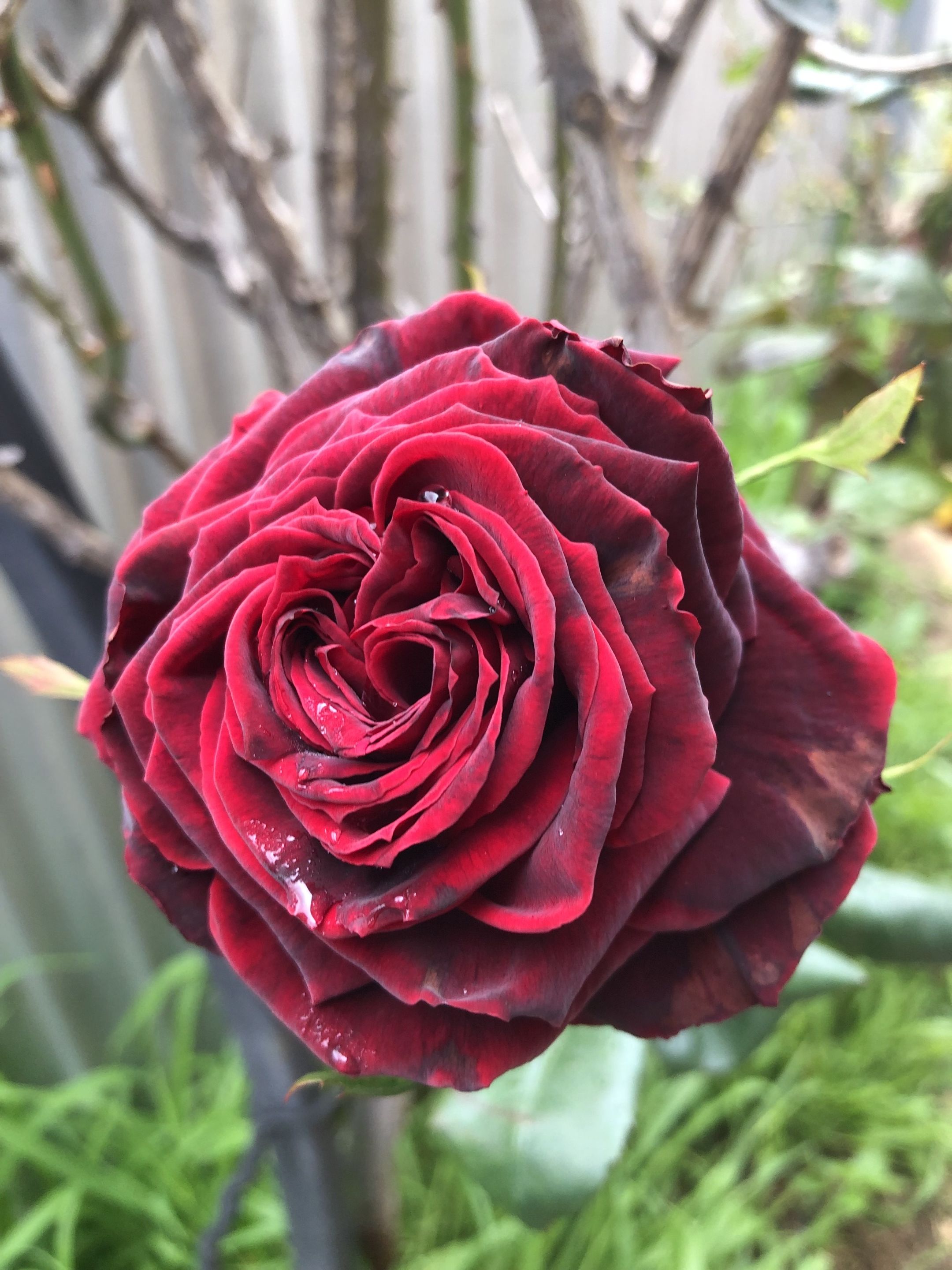 Rose.jpg
