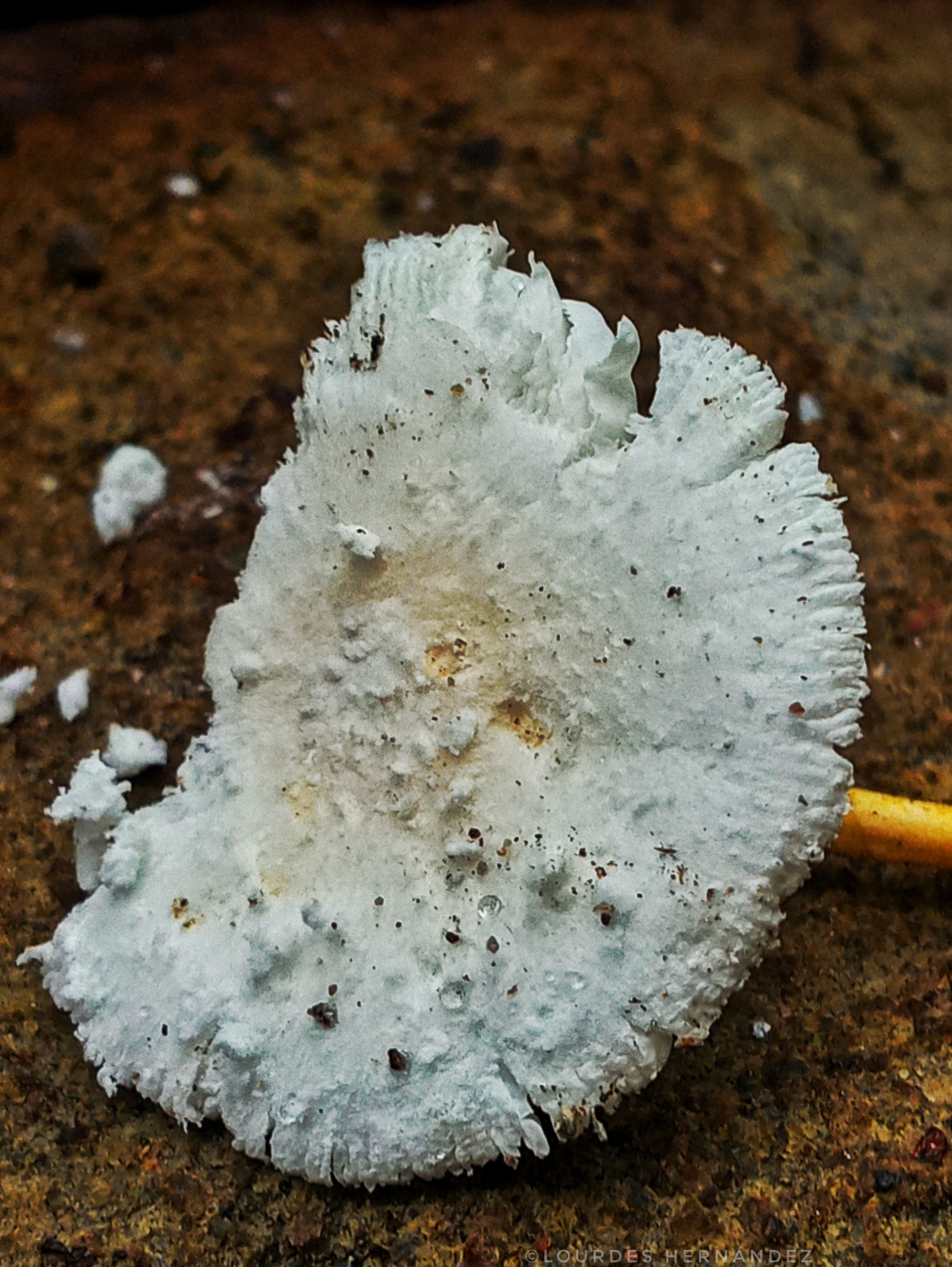 20200918_152541_HDR01.jpeg