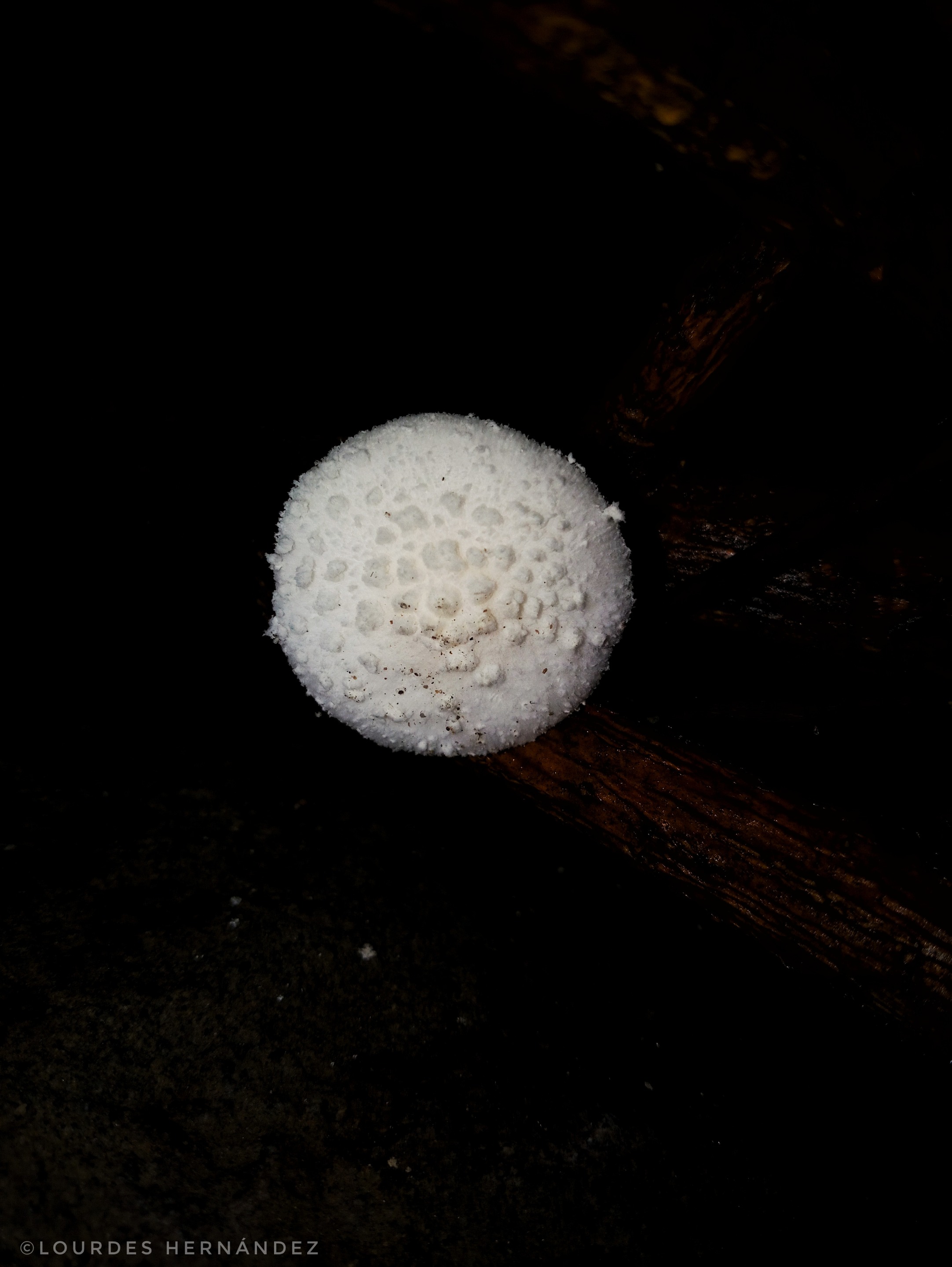 20200918_02185401.jpeg