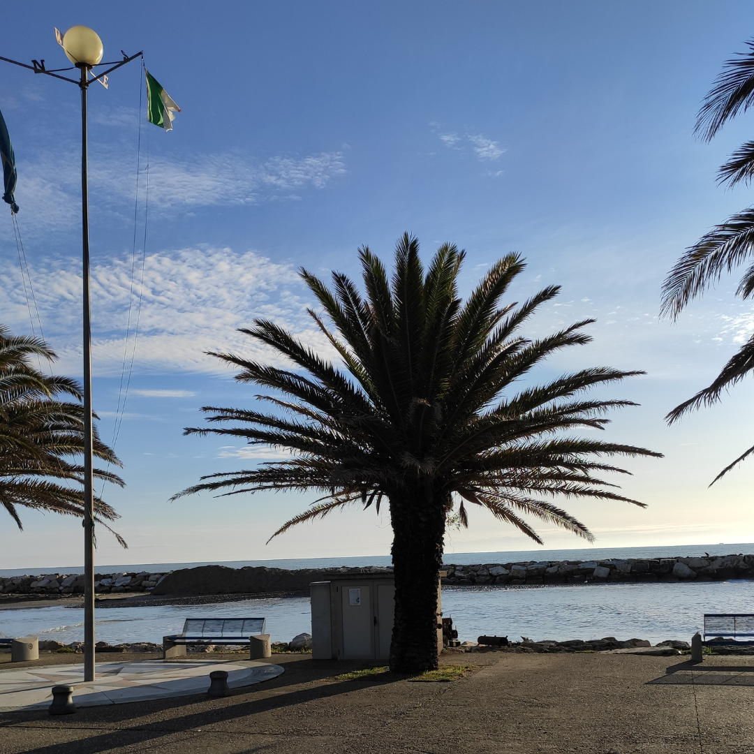 Palma scura (1).png