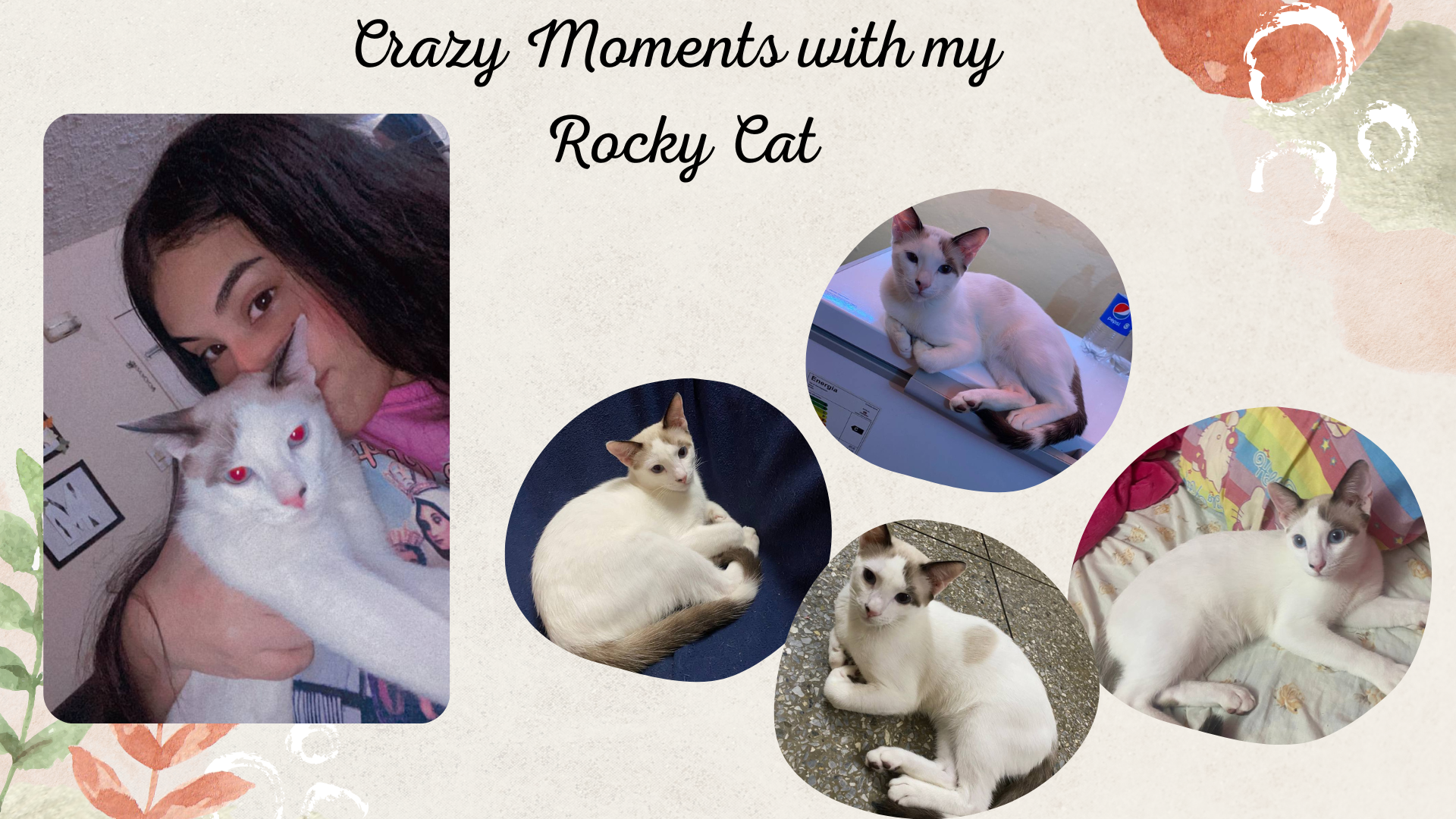Crazy Moments with my Rocky Cat.png