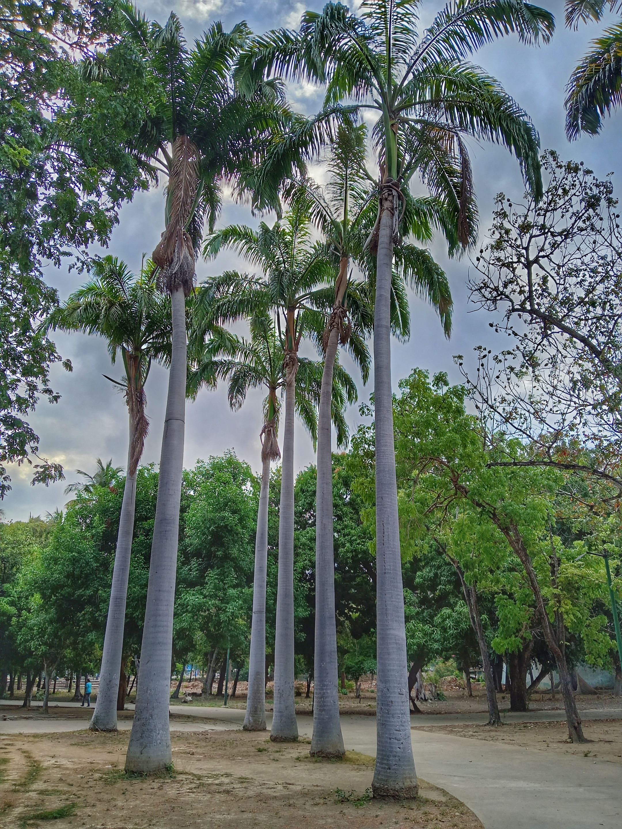 Palmeras.jpg