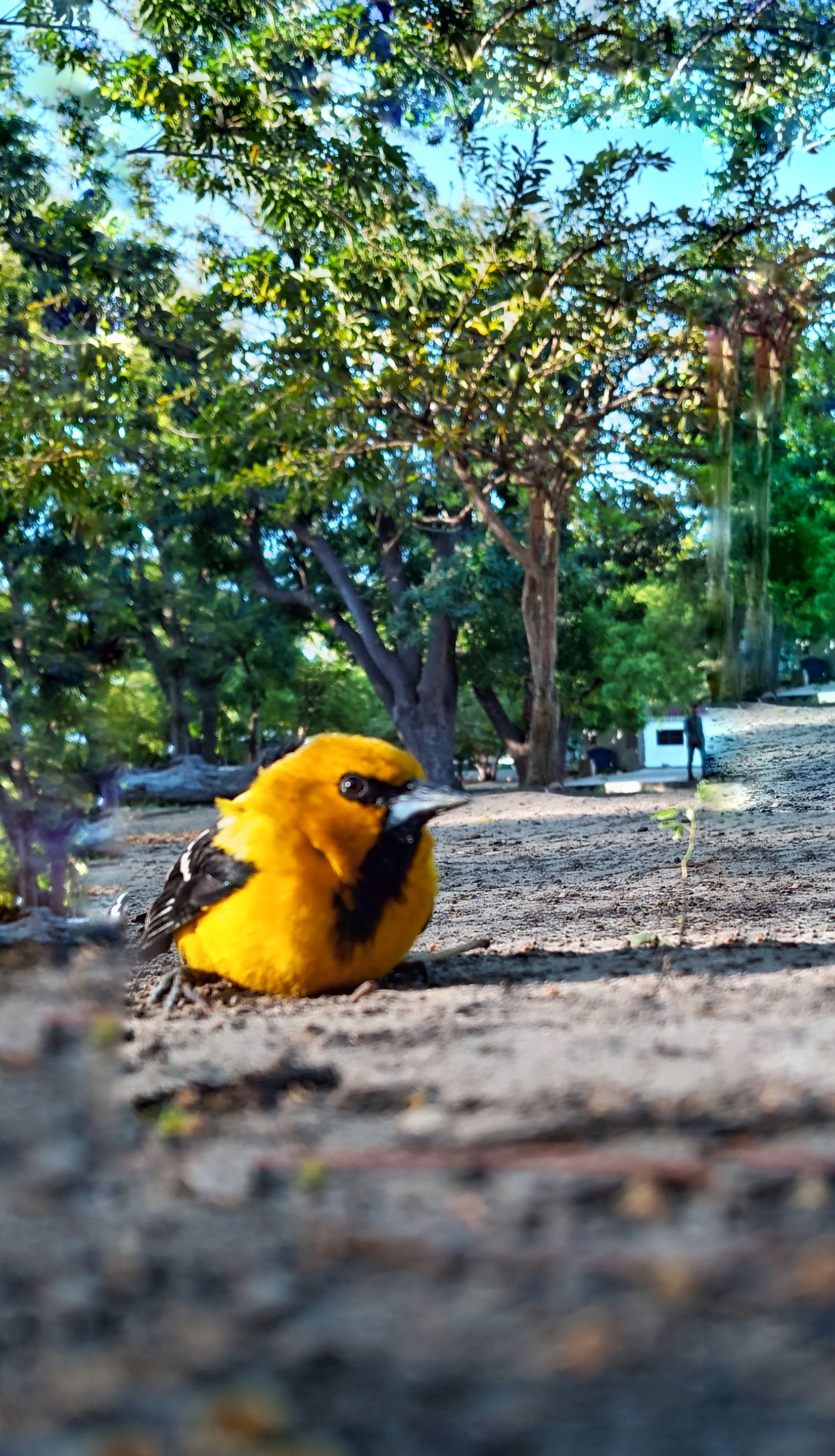003 Pajarito .jpg