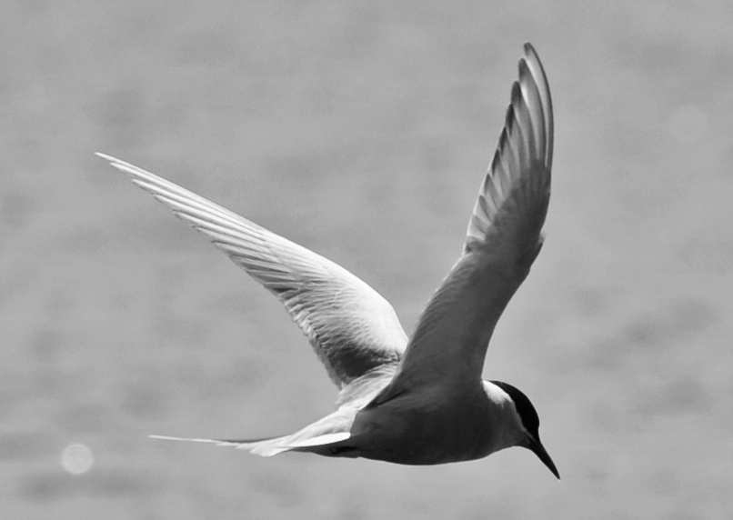 _DSC0253-01.jpeg