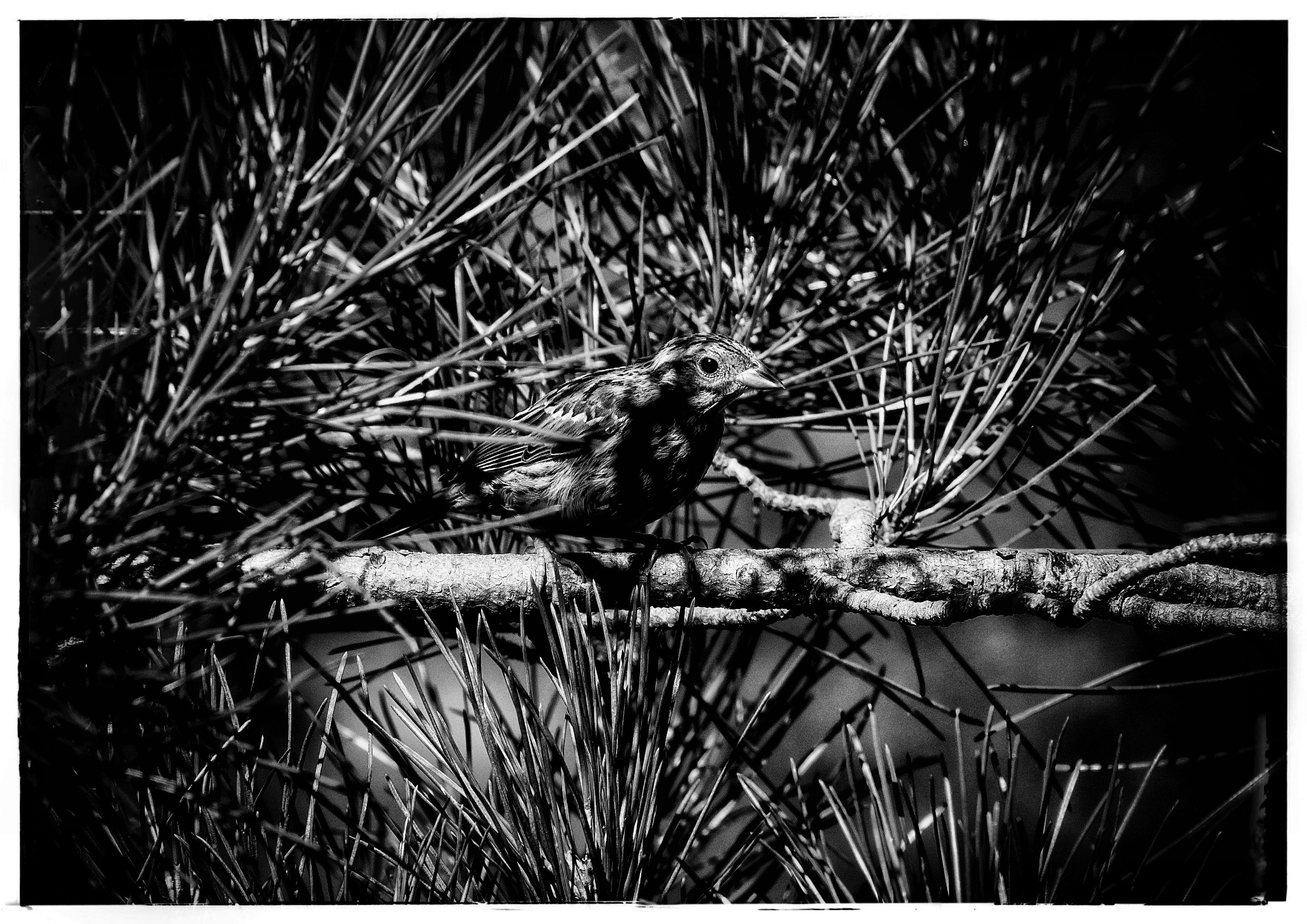 _DSC0850(1).JPG