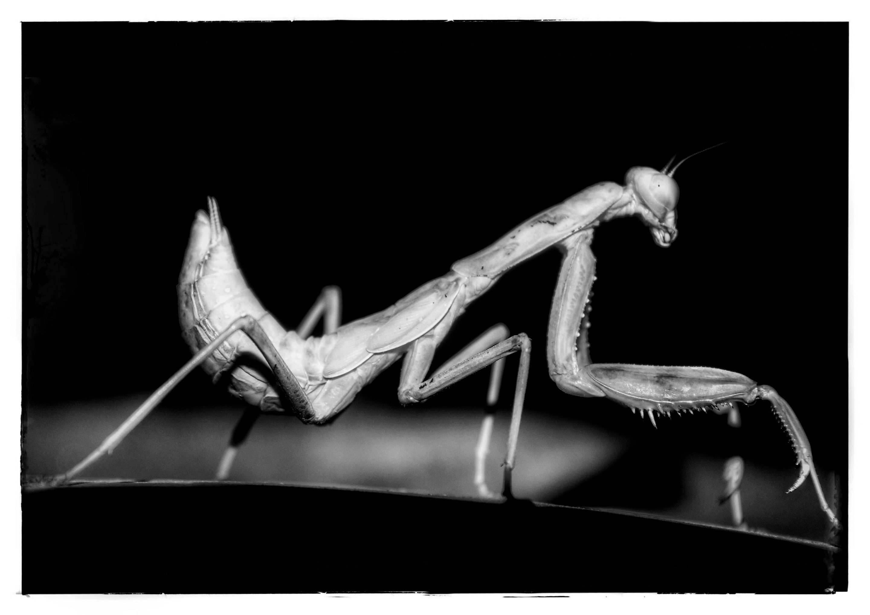 p1_Nahaufnahmen Tiere 1762004761907 (2).JPG