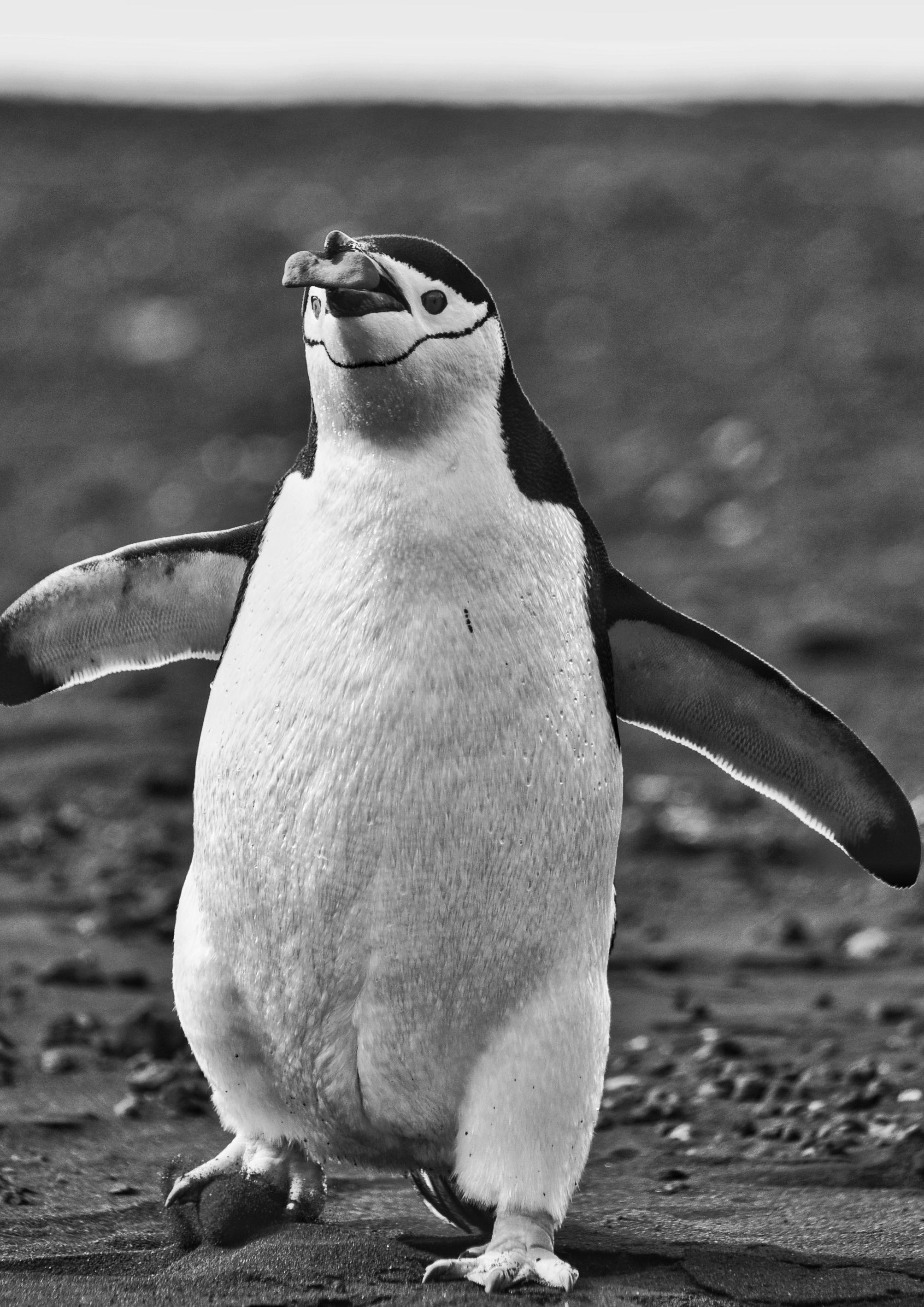 _DSC0295-01.jpeg
