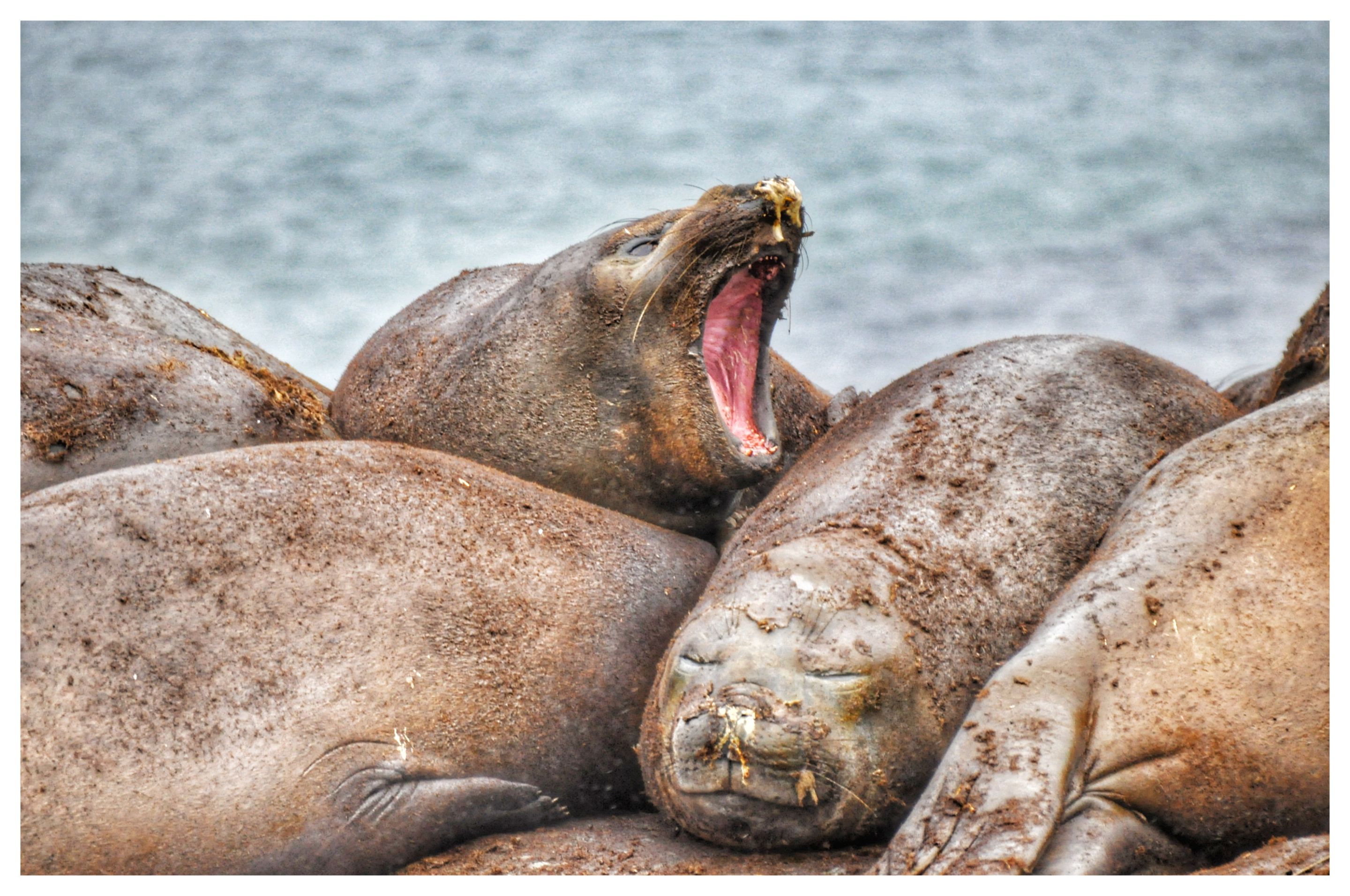 #69 Antarktis Hannah Point DSC_0307-01.jpeg