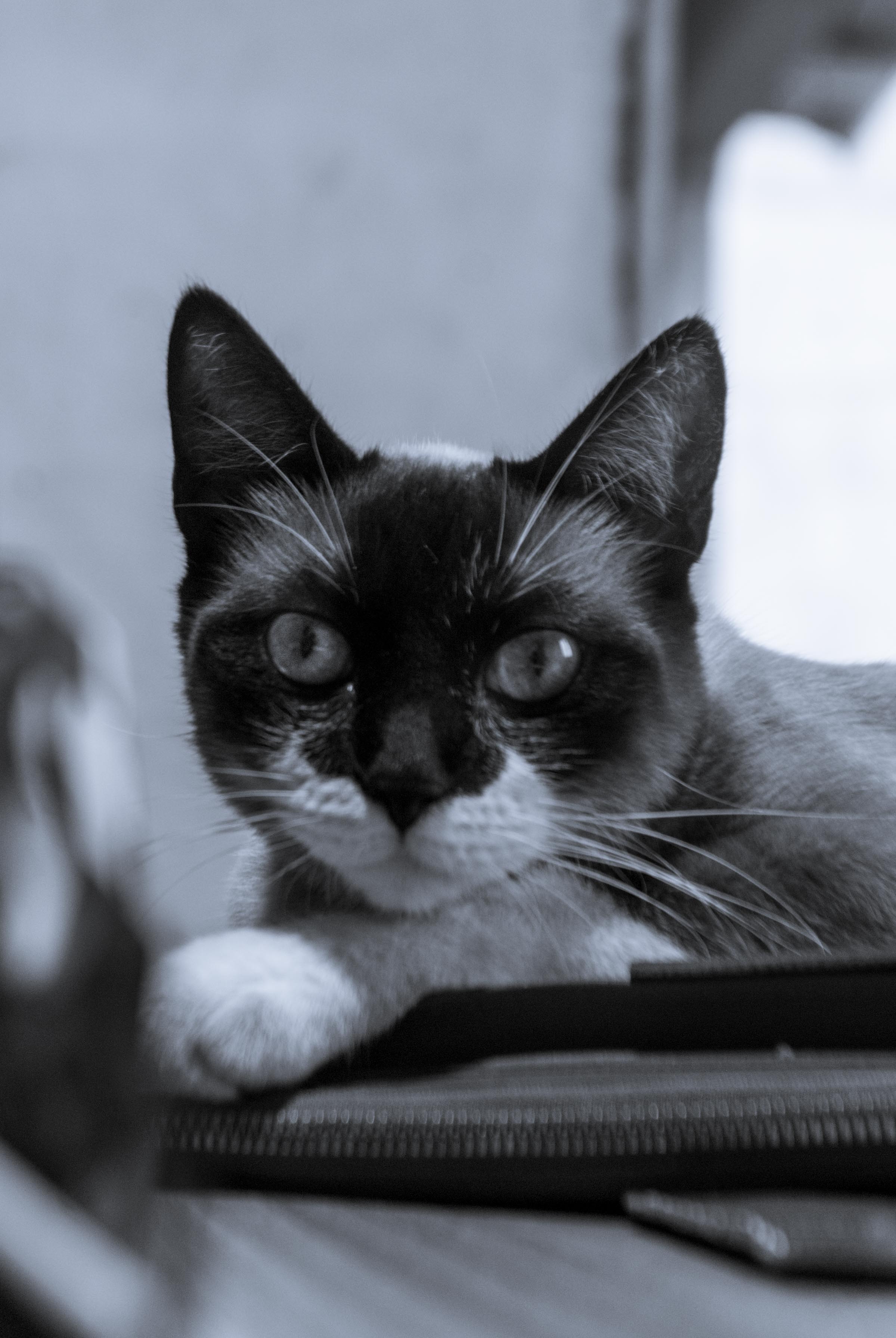 Yuumi B&W-6.jpg