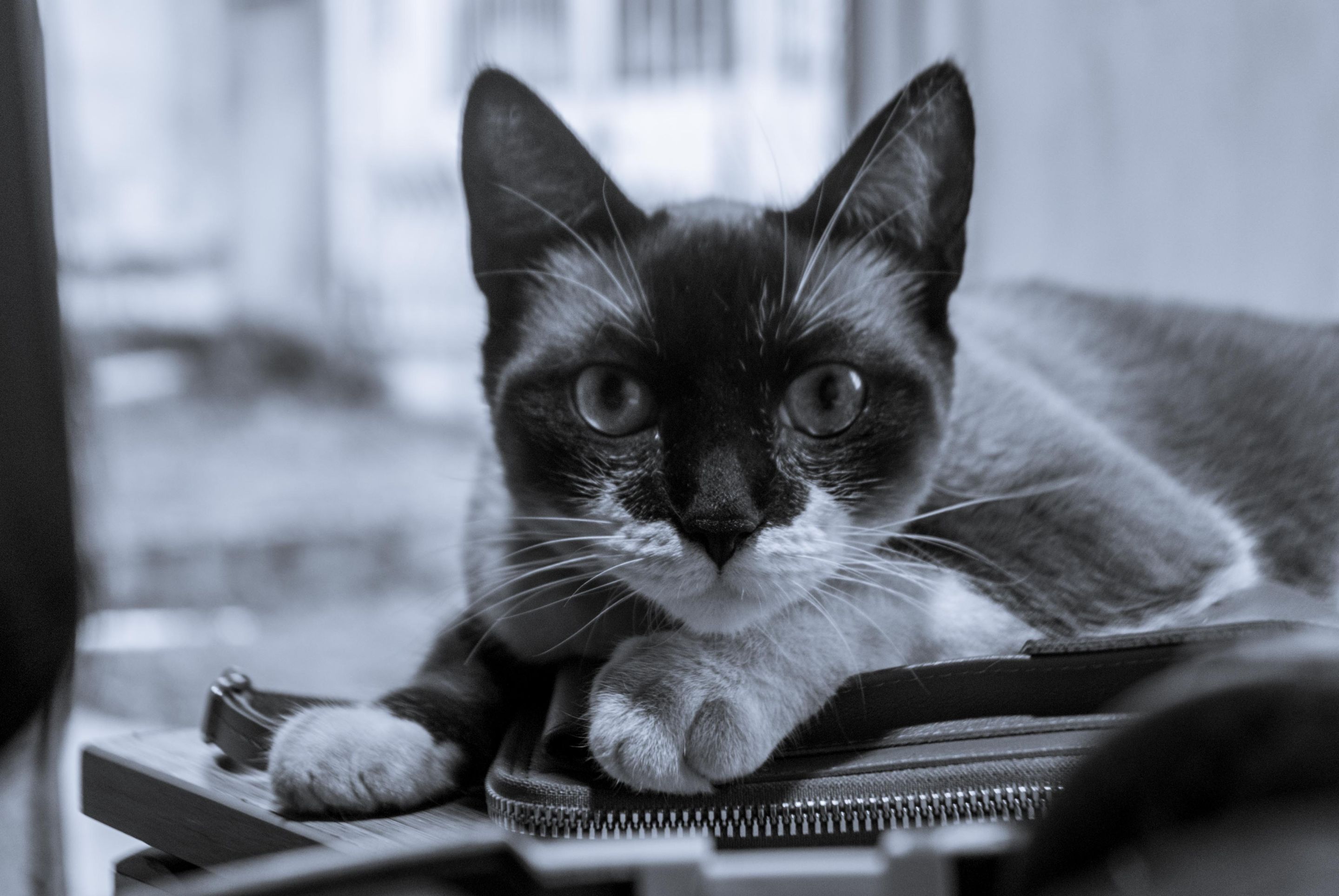 Yuumi B&W-1.jpg