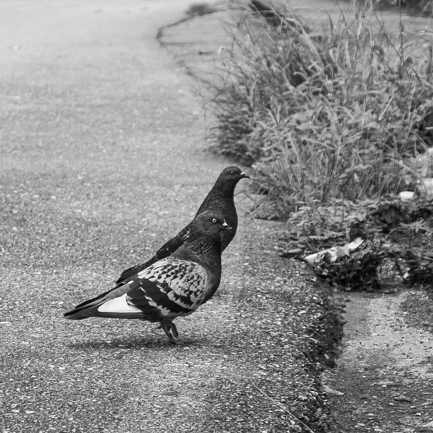Palomas - B&W-2.jpg