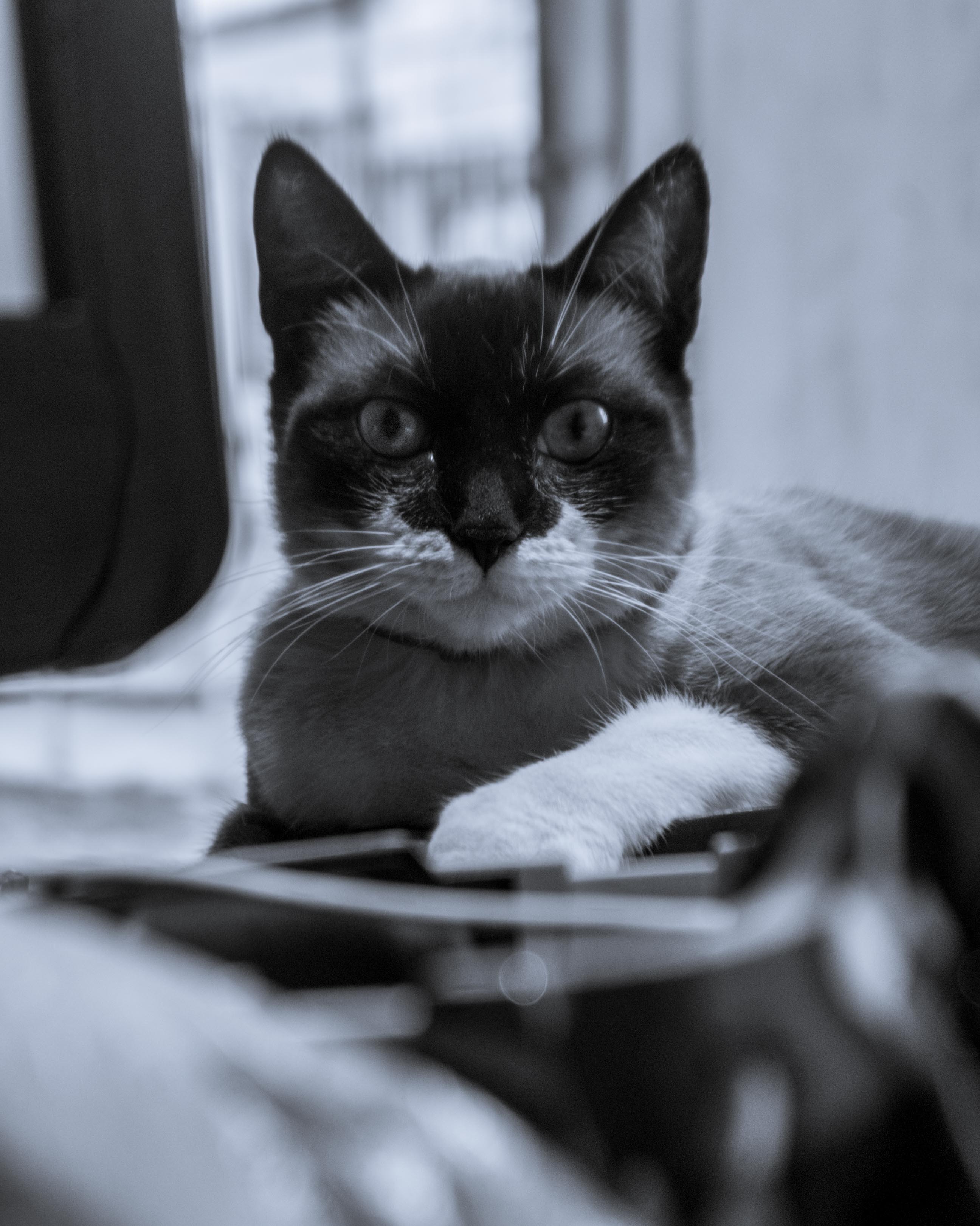 Yuumi B&W-8.jpg
