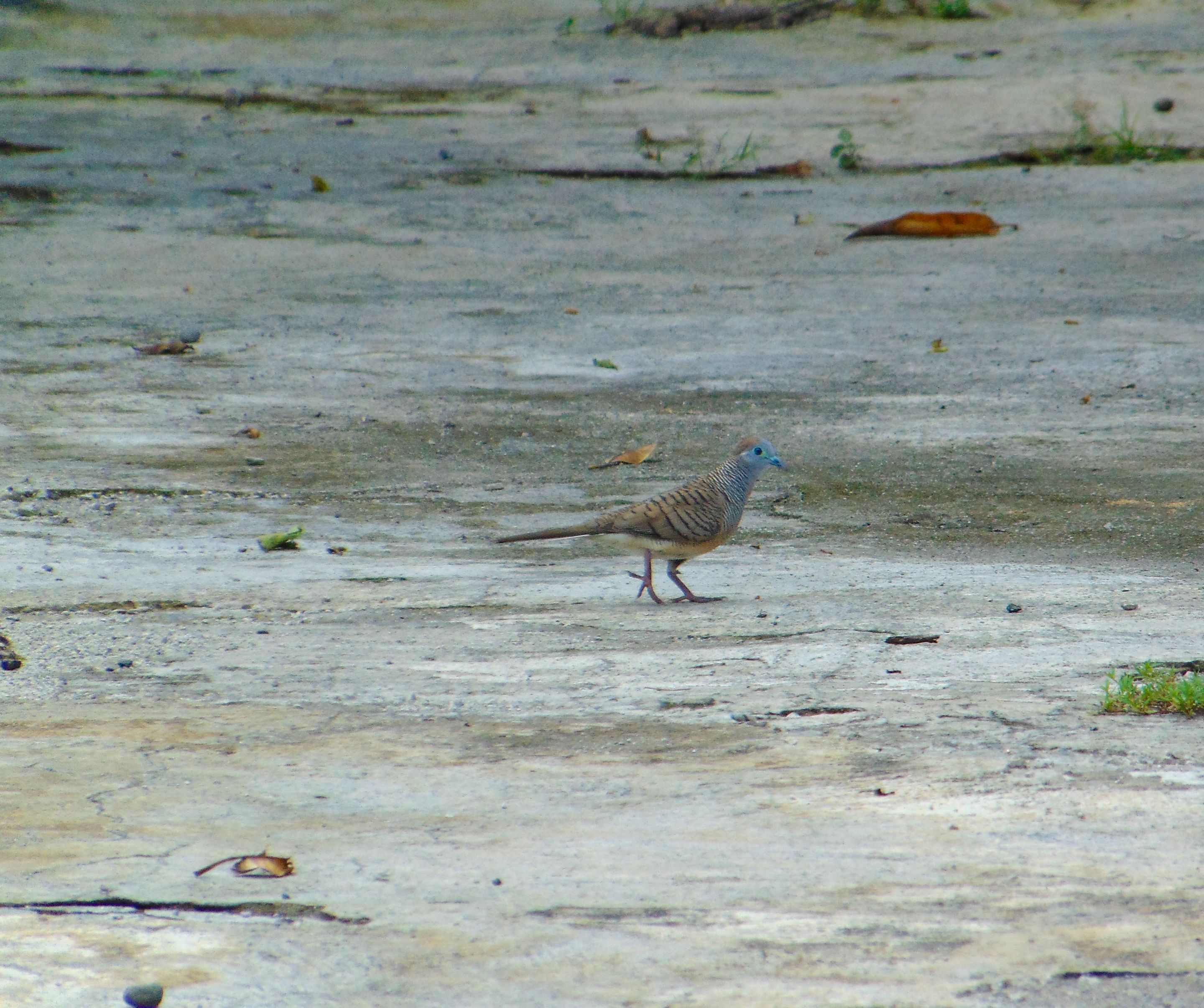 DSC04987.jpg