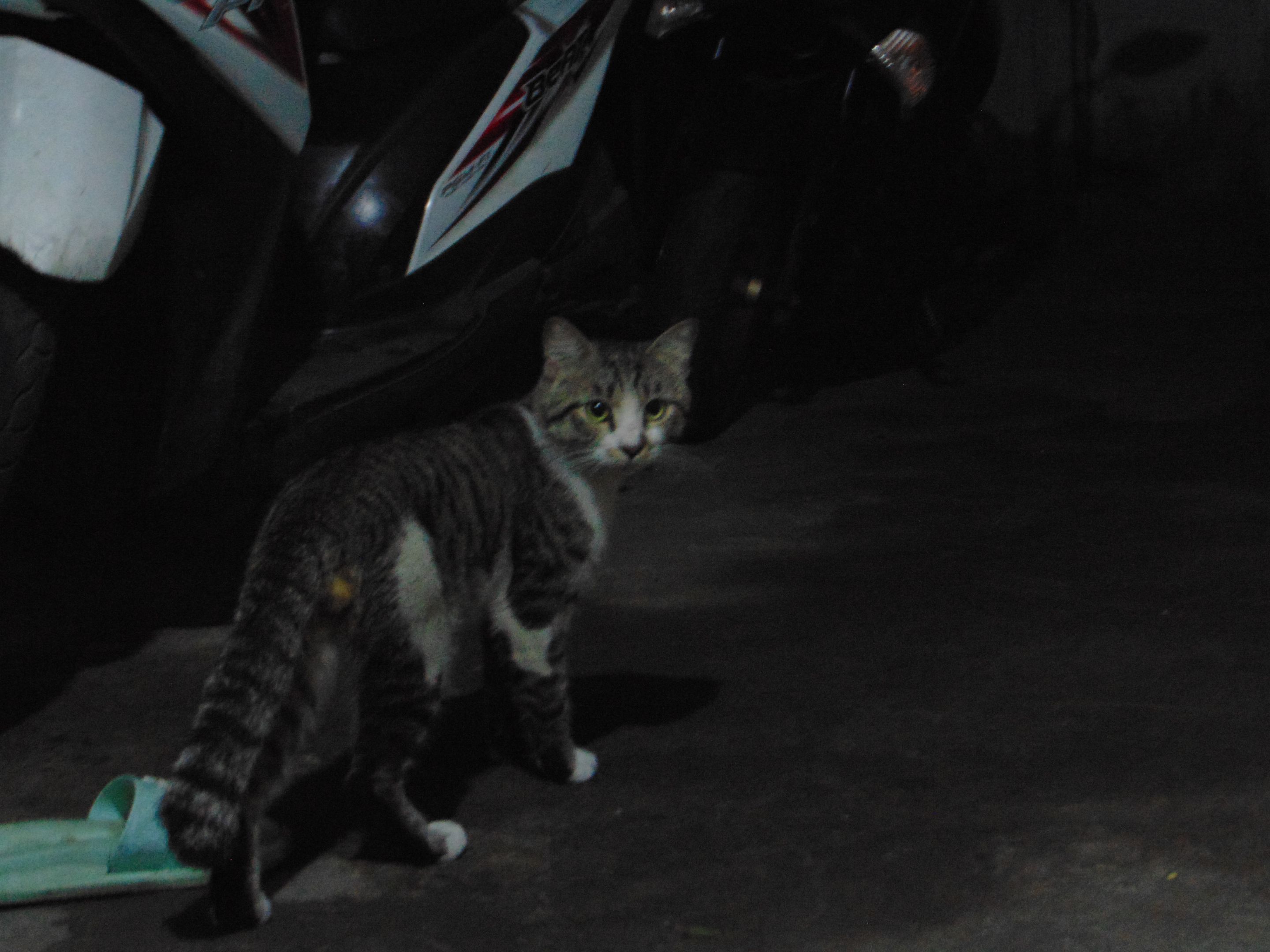 DSC04258.JPG