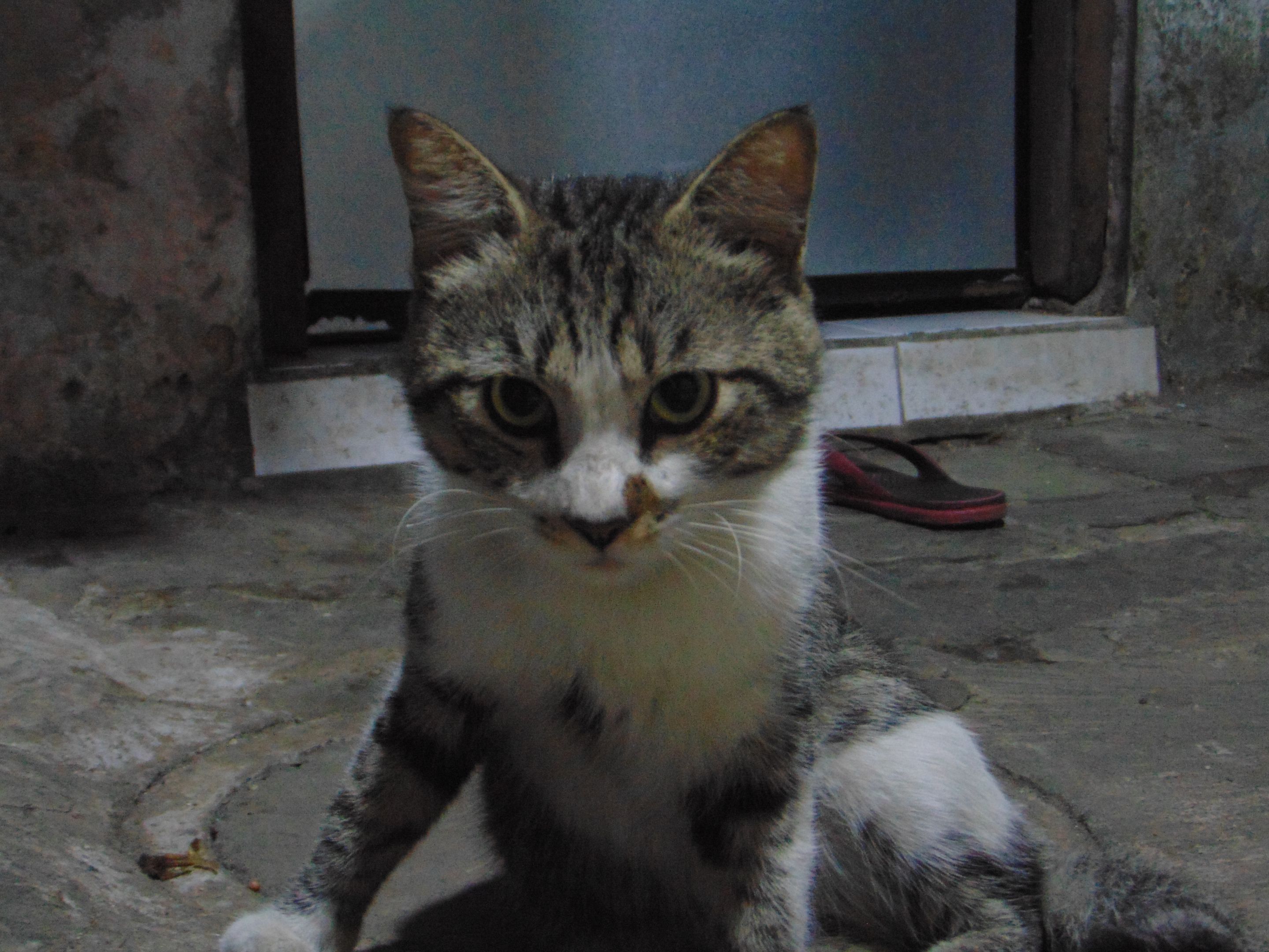 DSC04266.JPG