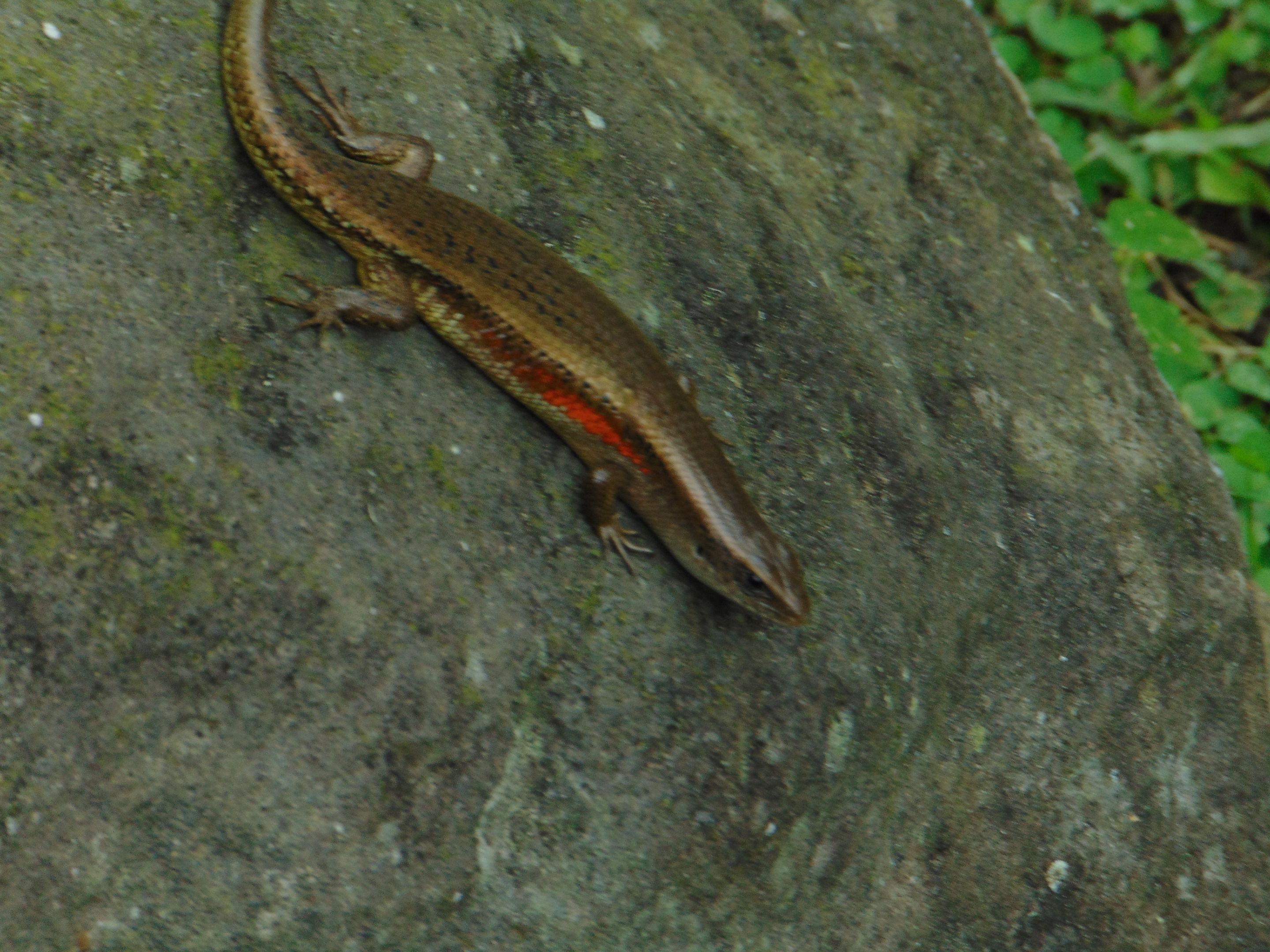 DSC07270.JPG