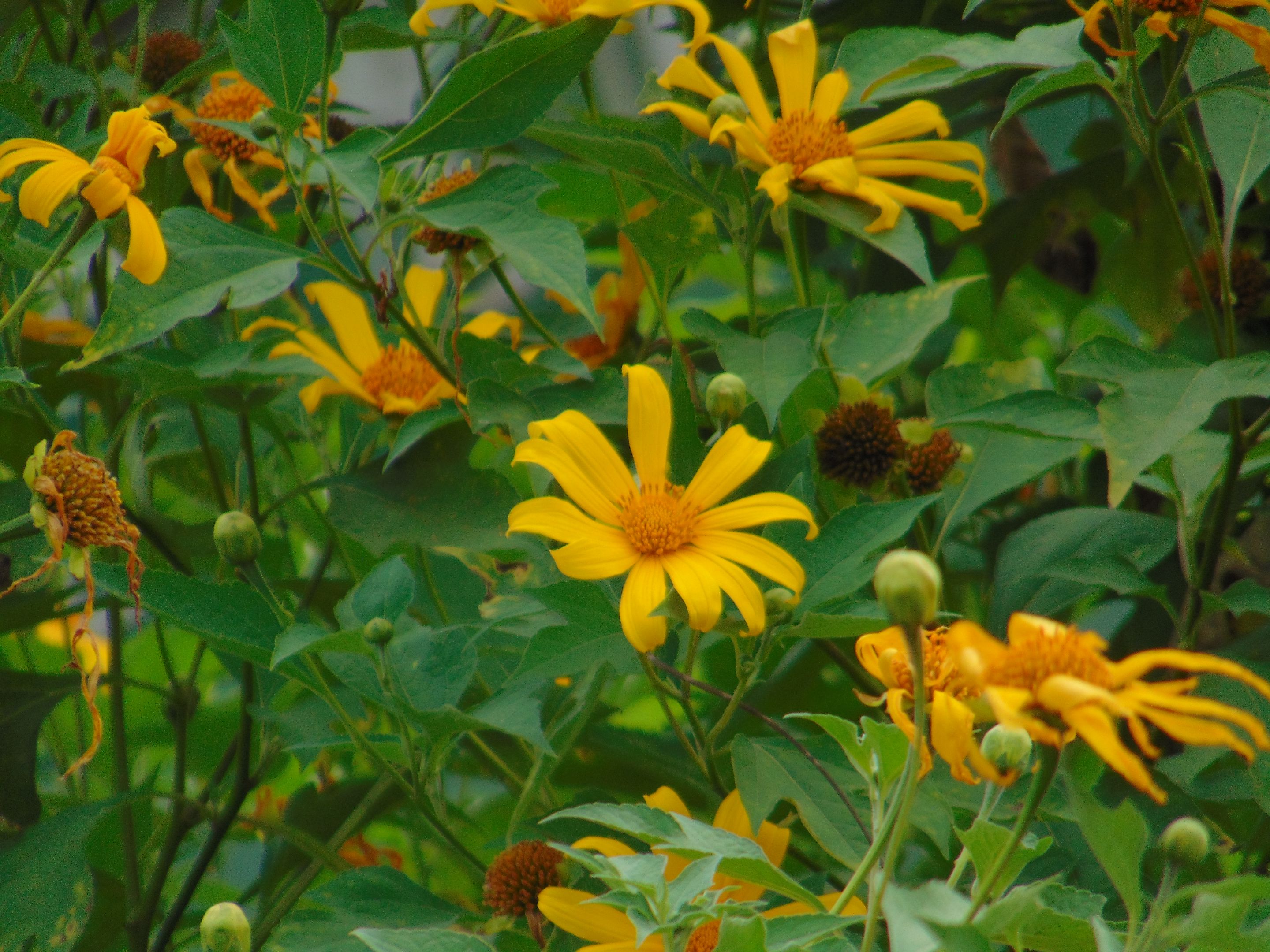 DSC07294.JPG