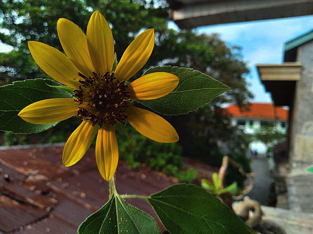 sunflower.jpg