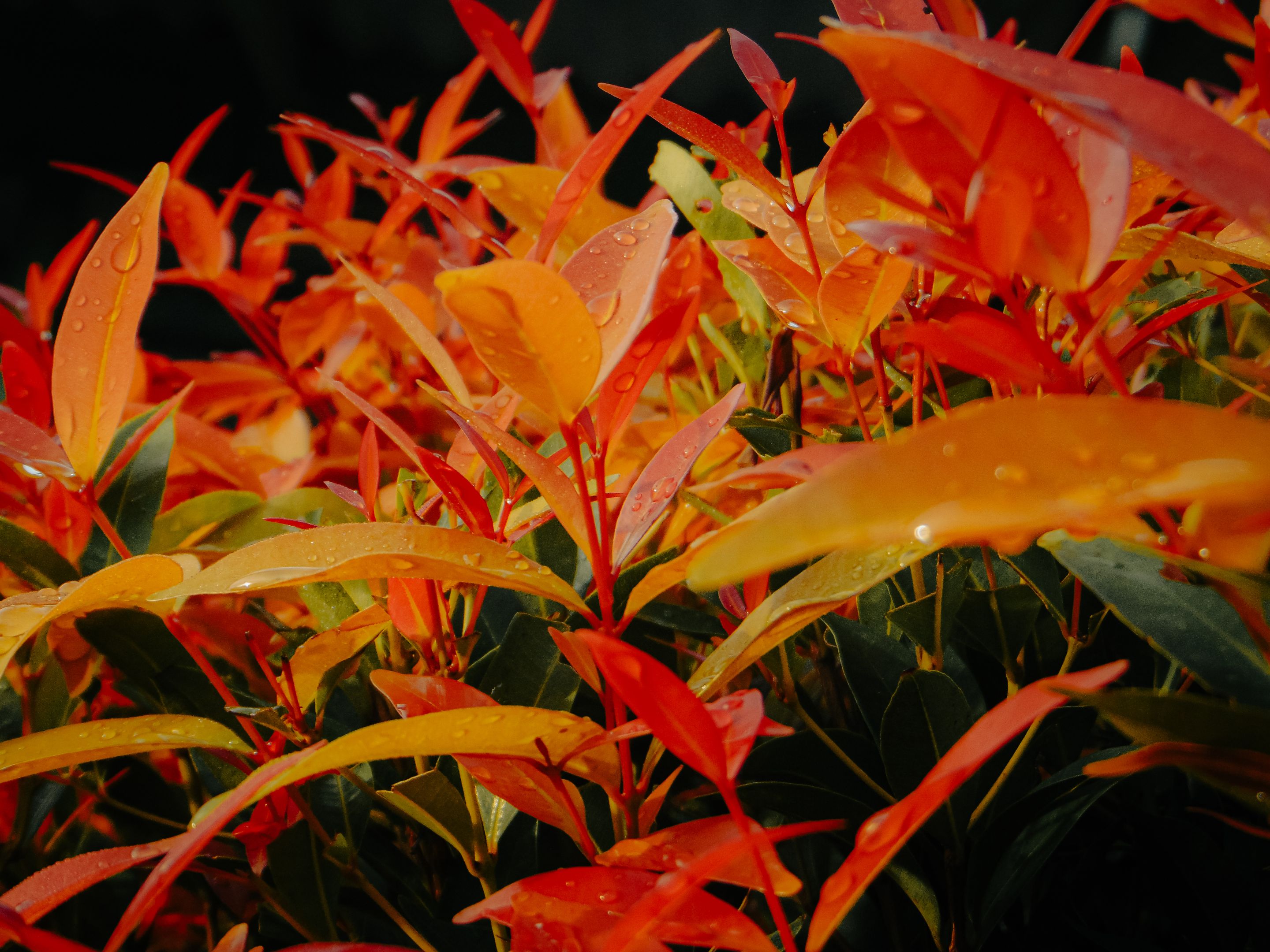 DSC04928.jpg