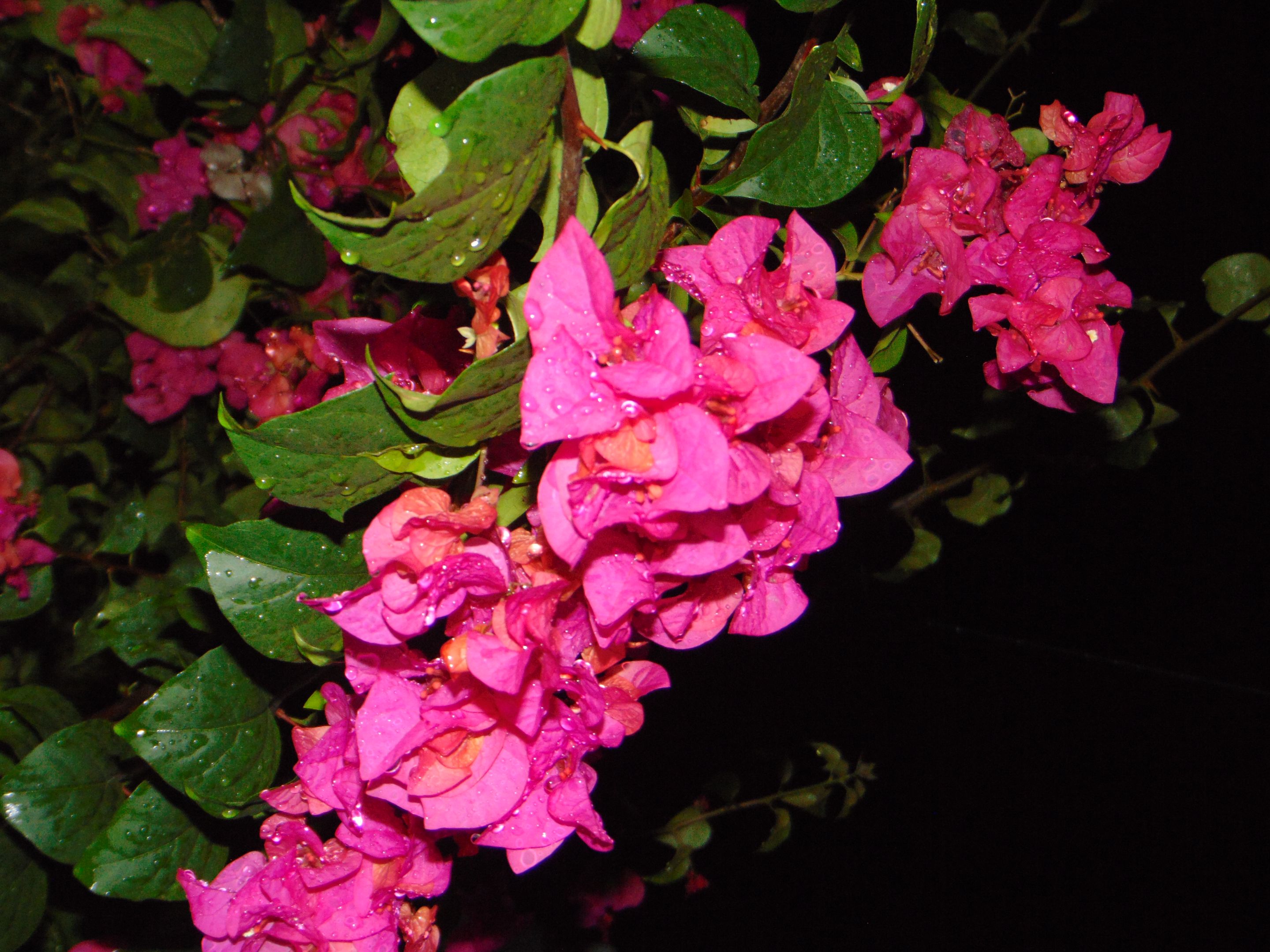 DSC07482.JPG