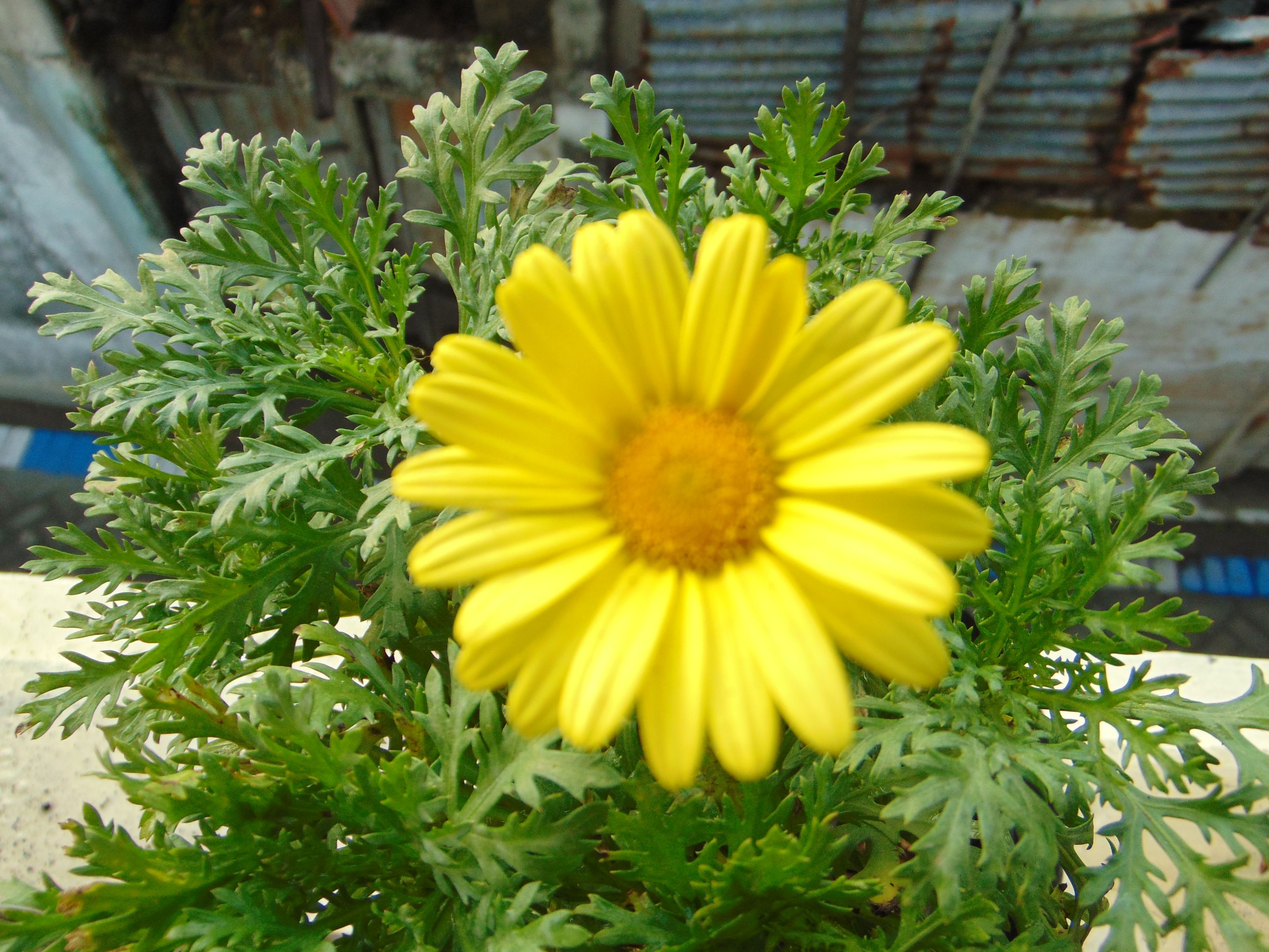 DSC07518.JPG