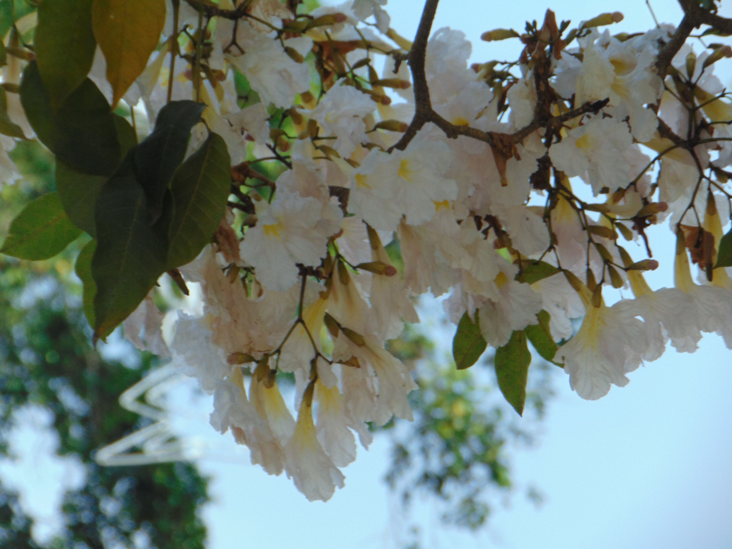 DSC07652.JPG