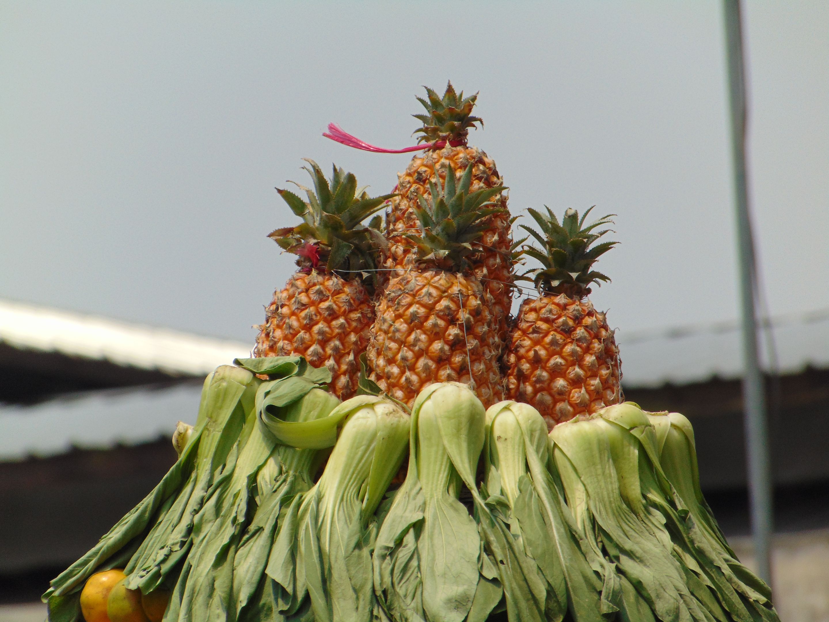 DSC07700.JPG