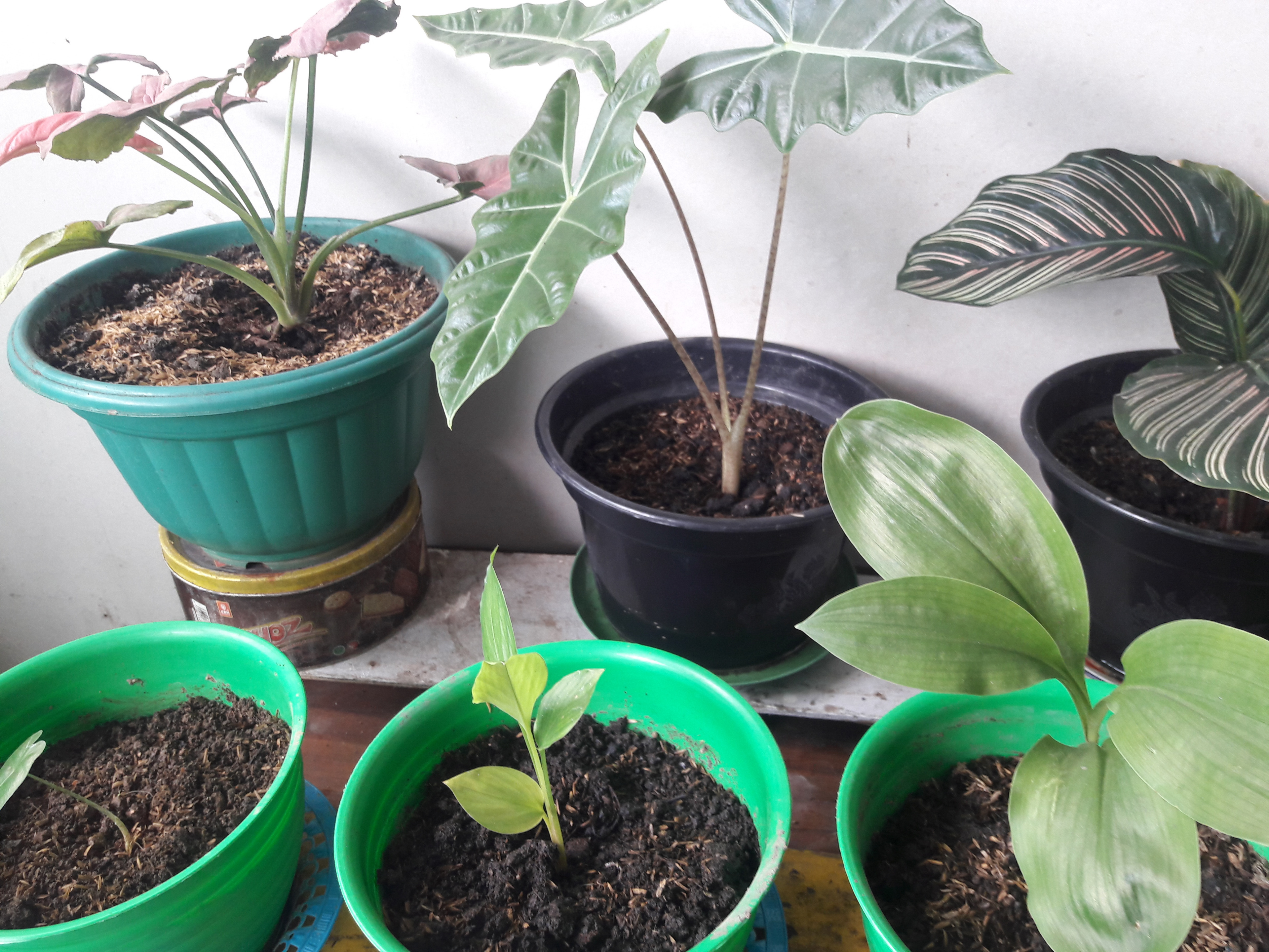 caladium2.jpg