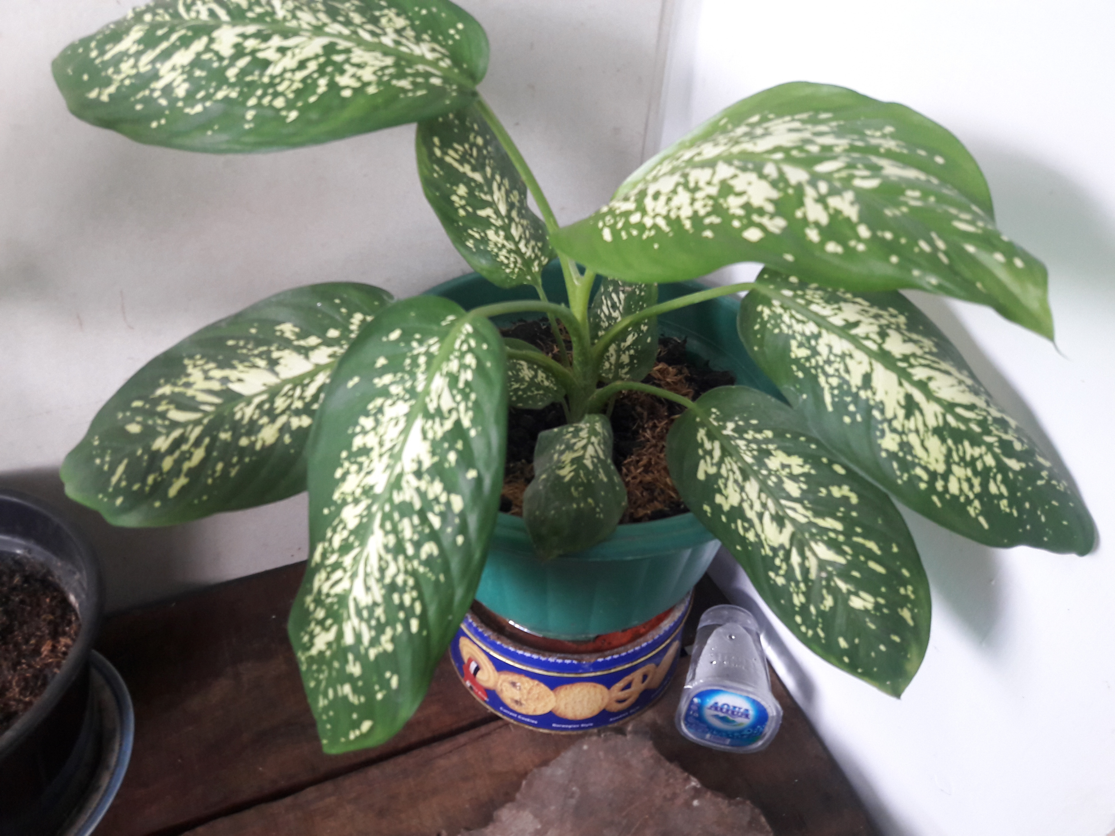 caladium 3.jpg