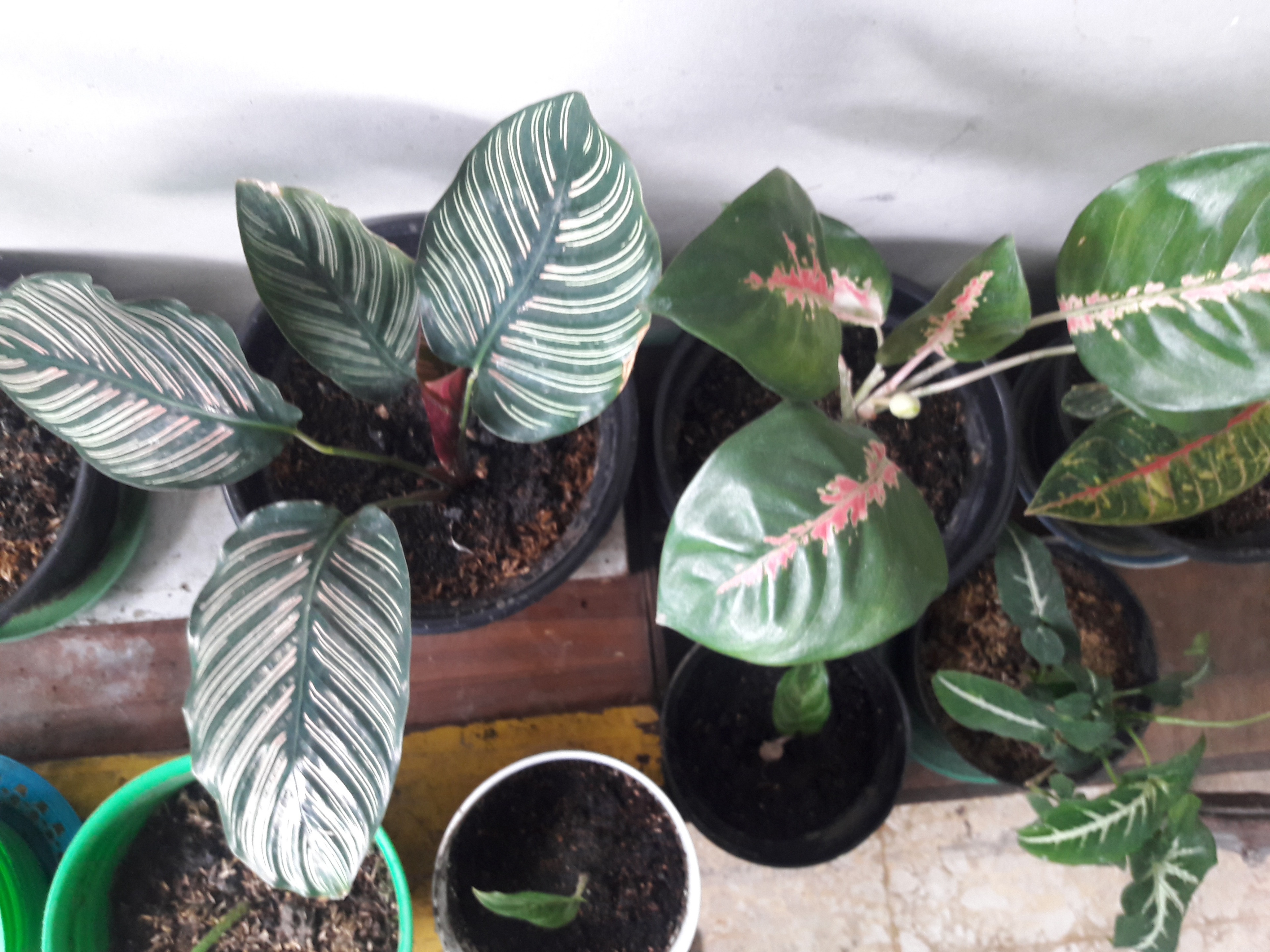 caladium.jpg