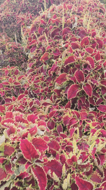 20250420_162132(1).gif