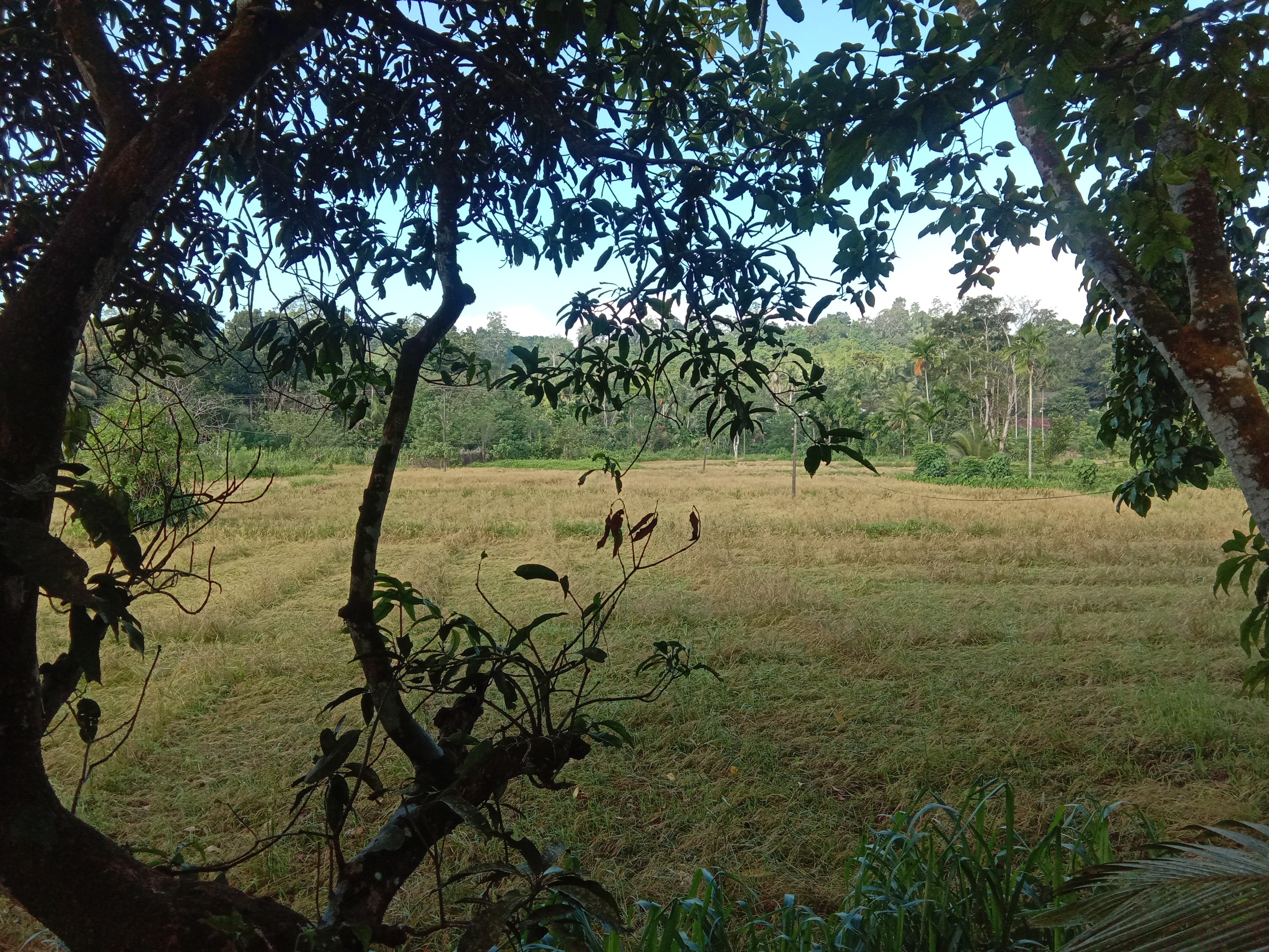 IMG_20200821_080903.jpg