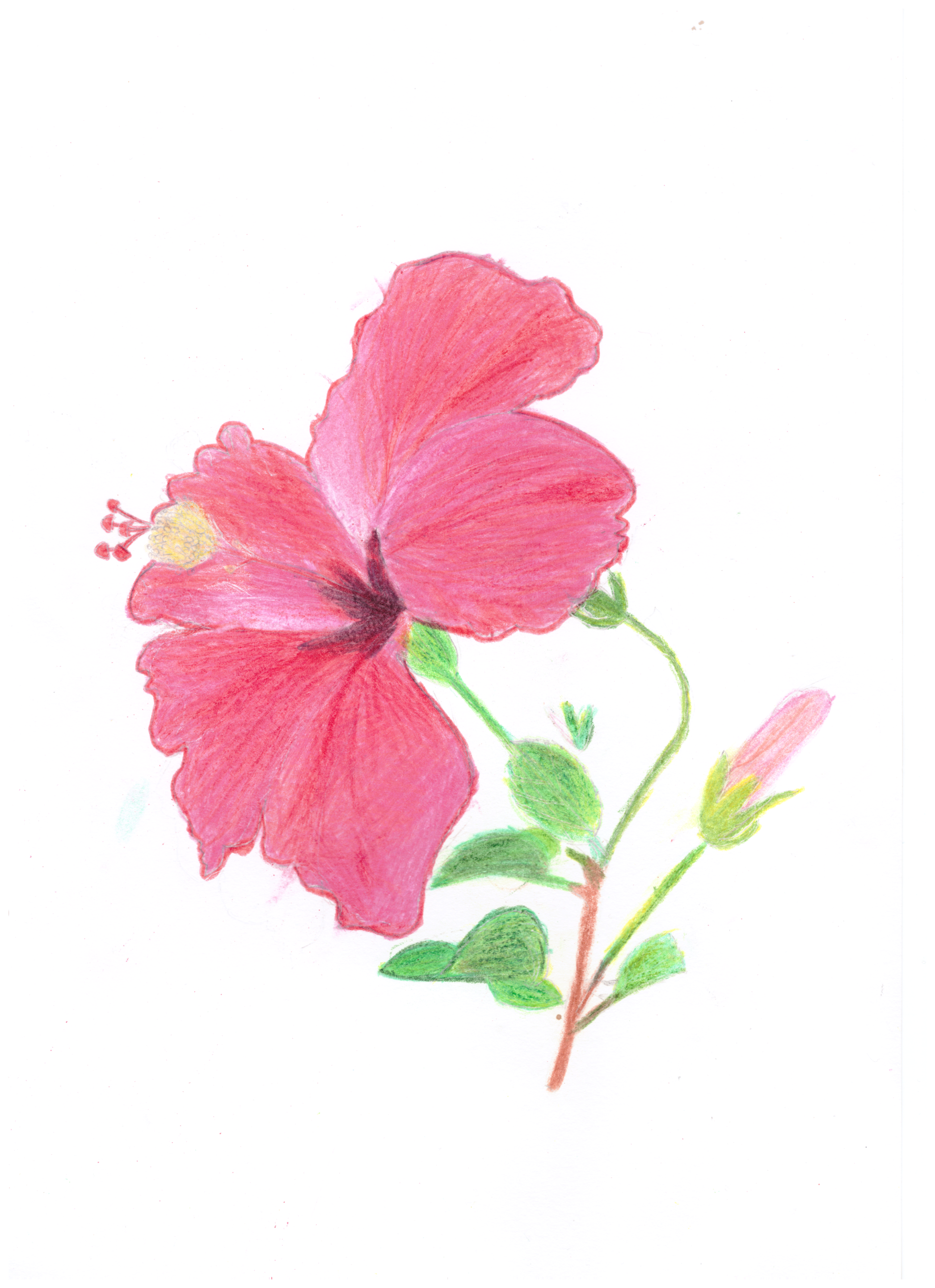 Flower Magdalena.png