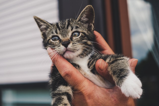 cat-gf897f4638_640.jpg
