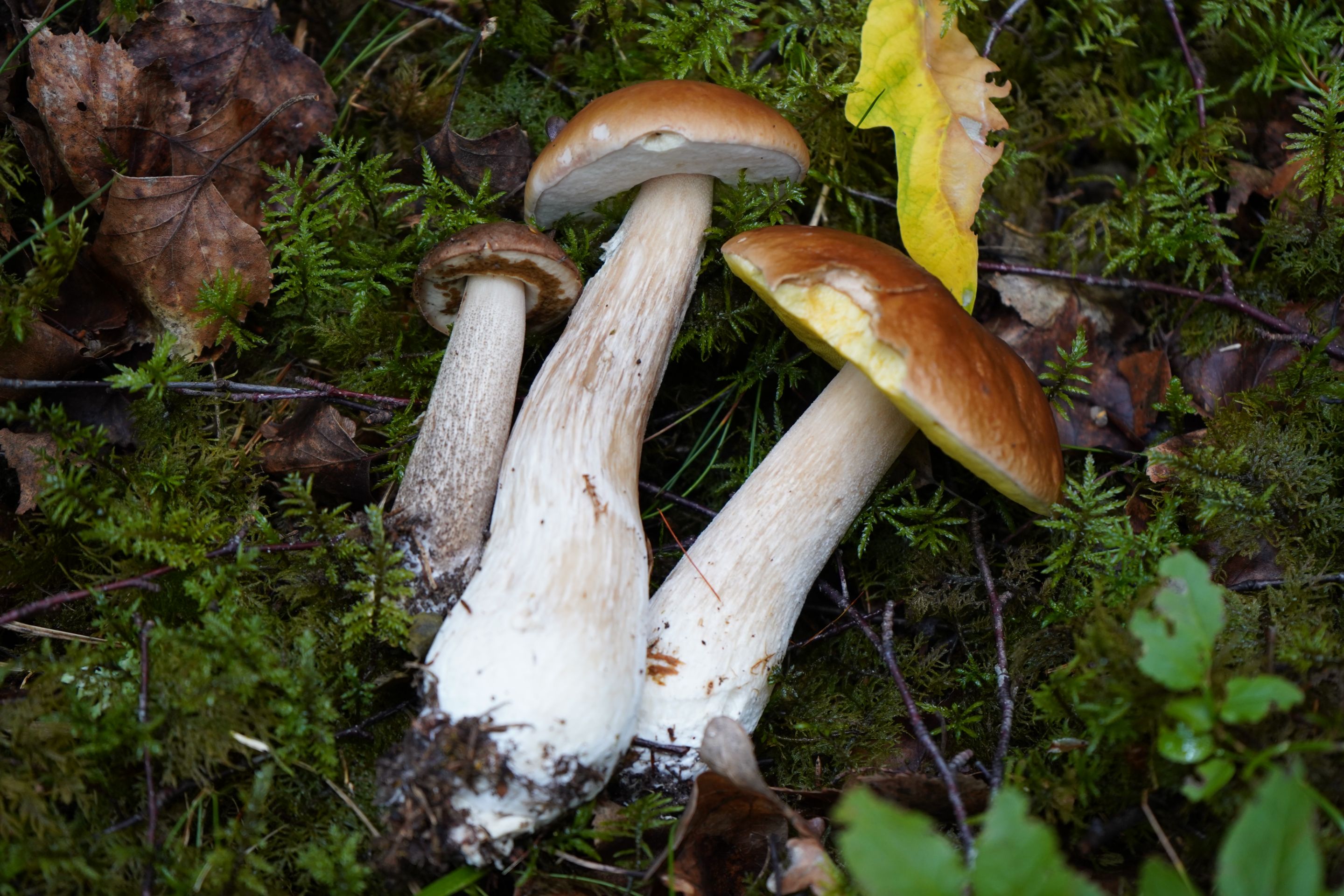 DSC00111.JPG