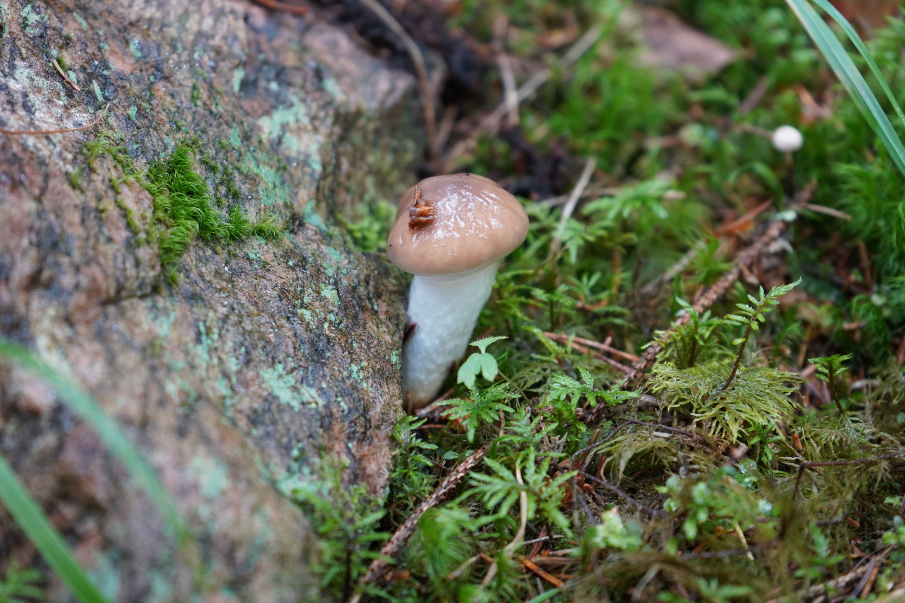 DSC00088.JPG