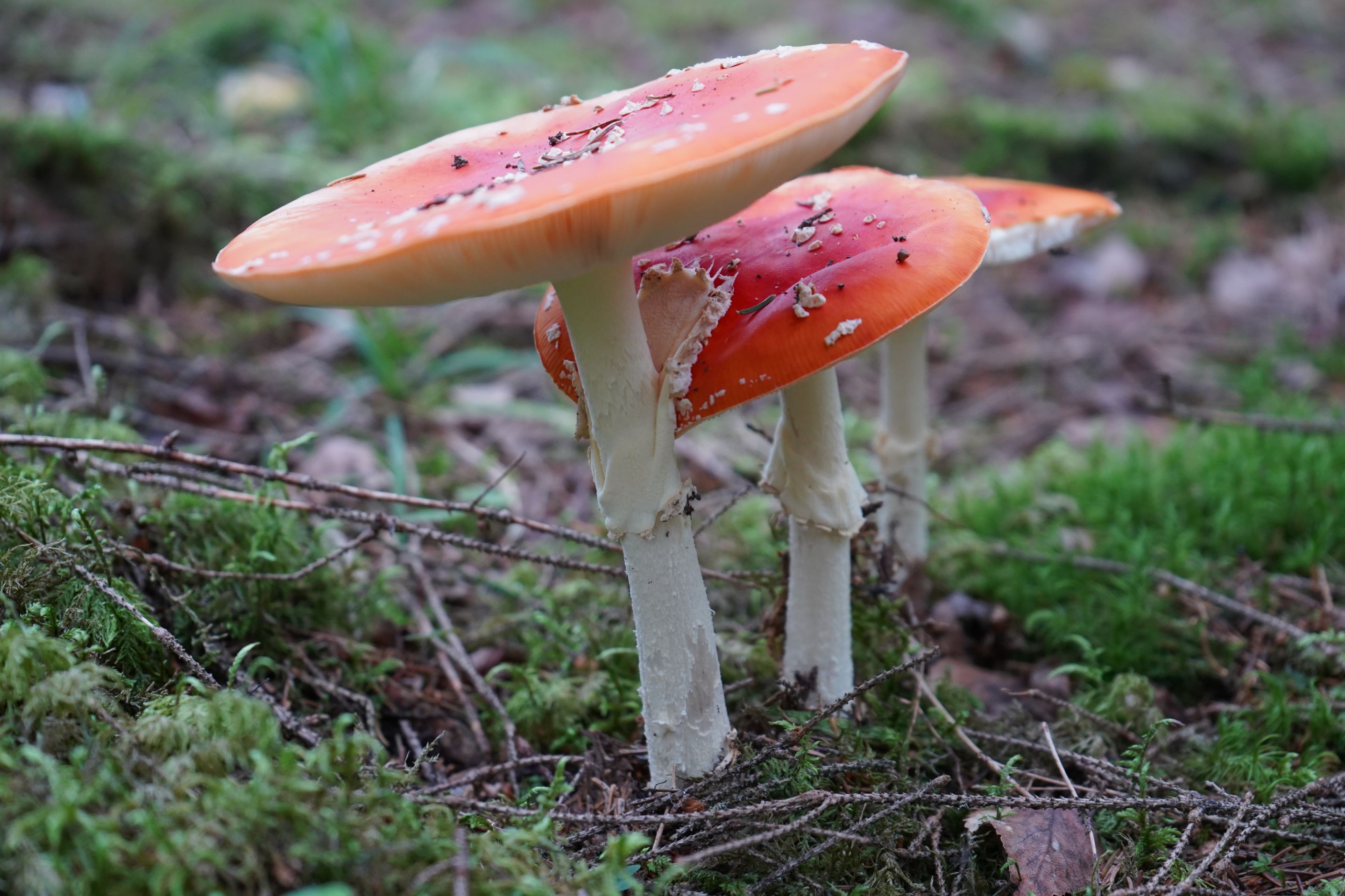 DSC00084.JPG