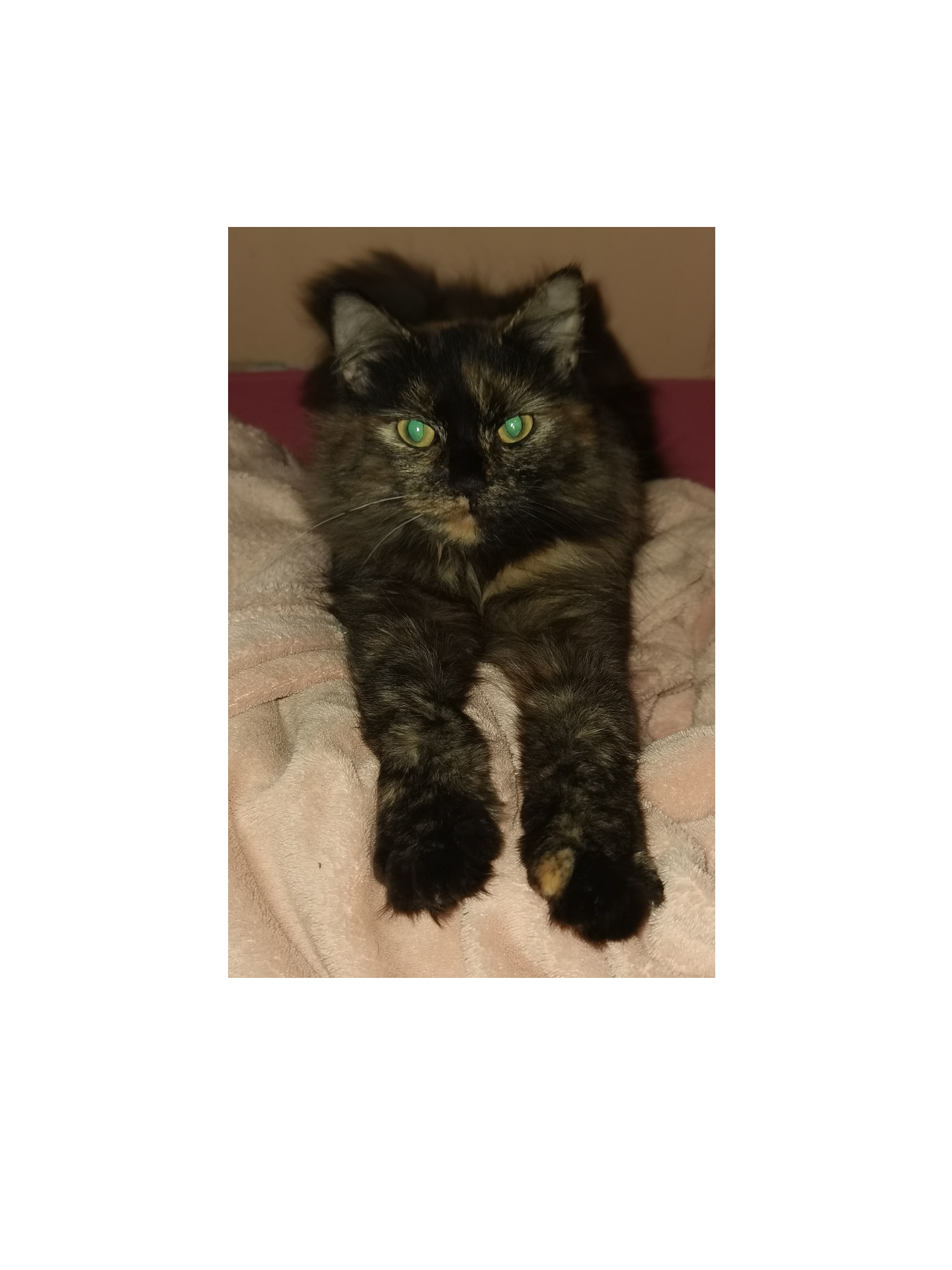 Mochi _3.png