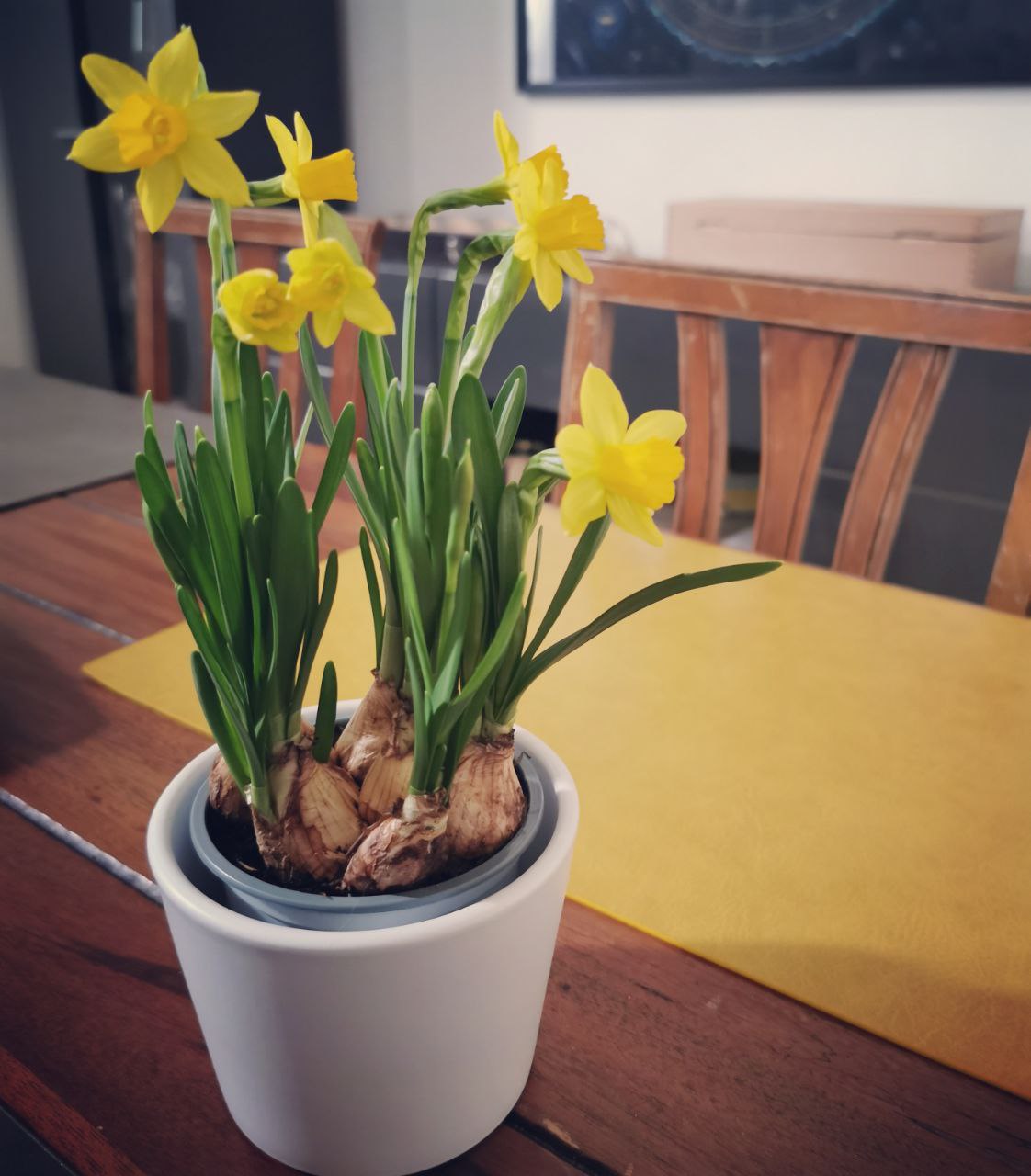 Frühlingsboten.jpg