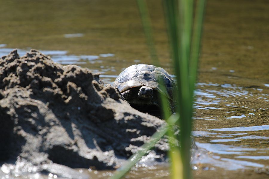 The_Tortoise_Adventures_II_003_s.jpg
