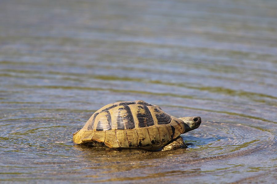 The_Tortoise_Adventures_II_002_s.jpg