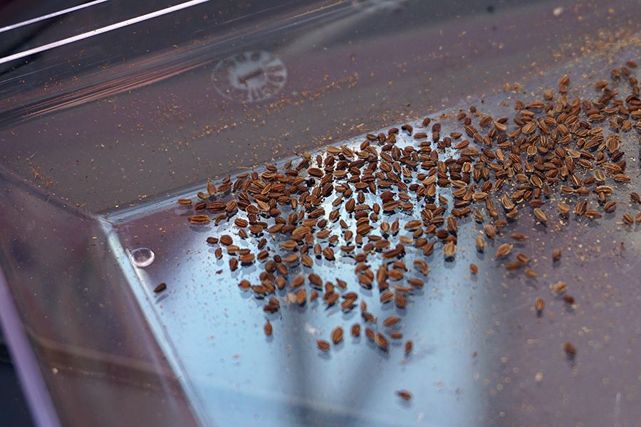 SeedPlanting_01_s.jpg